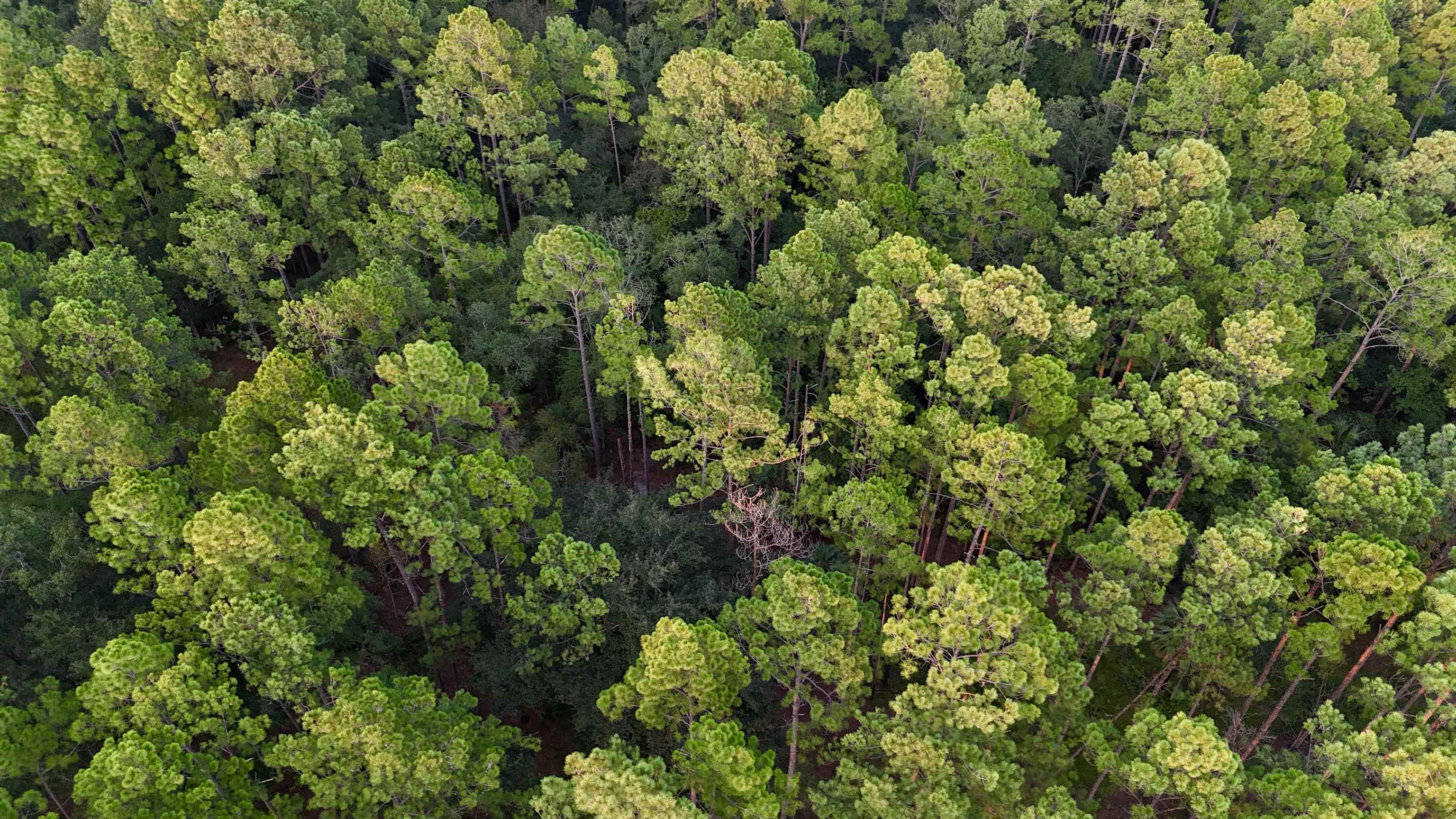 Lot # 4 Hunters Trace, Crawfordville, Florida image 8