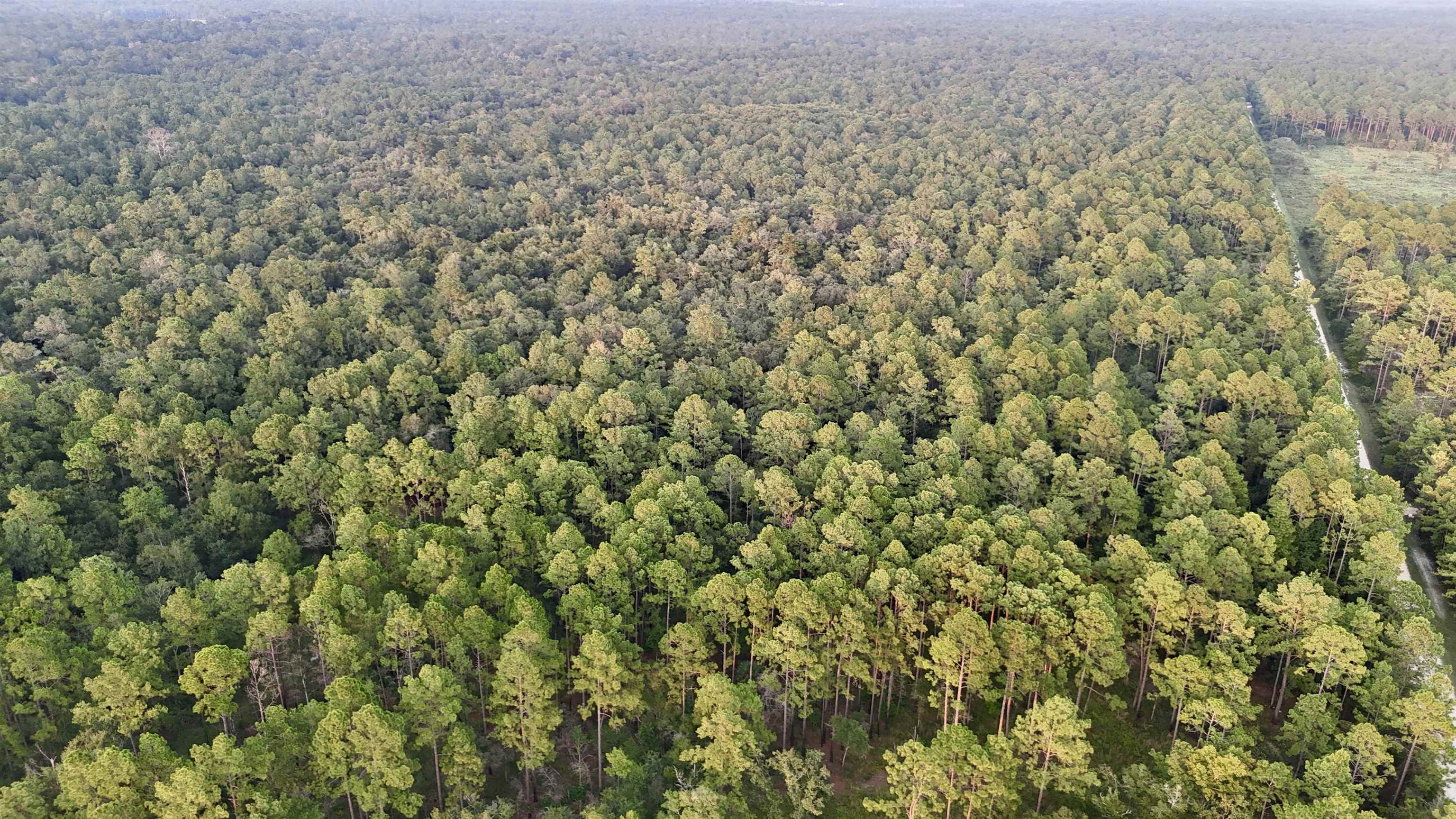 Lot # 4 Hunters Trace, Crawfordville, Florida image 9