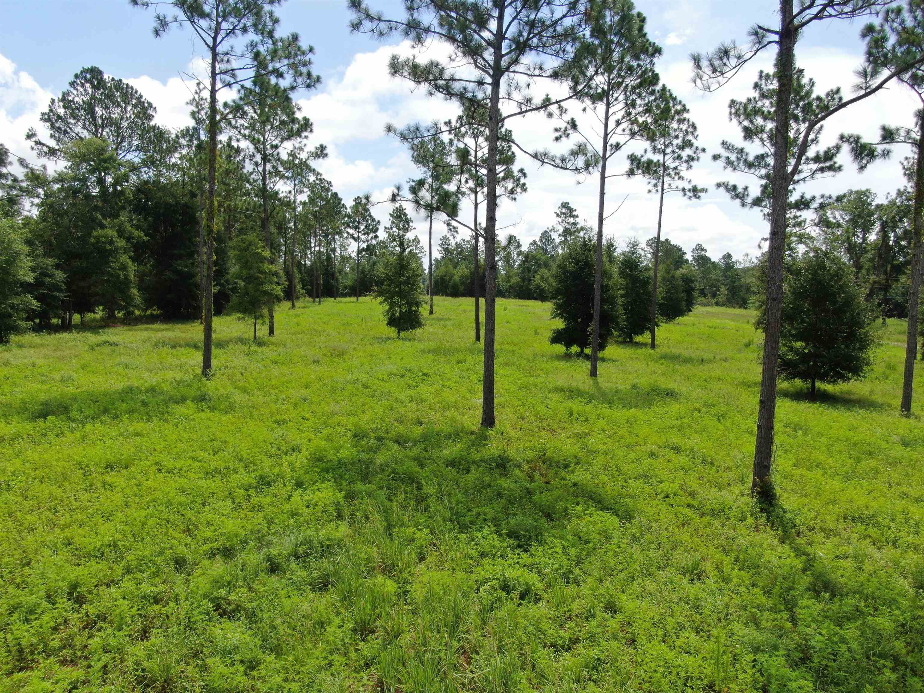 0000 NW Pickle Lane, Madison, Florida image 5