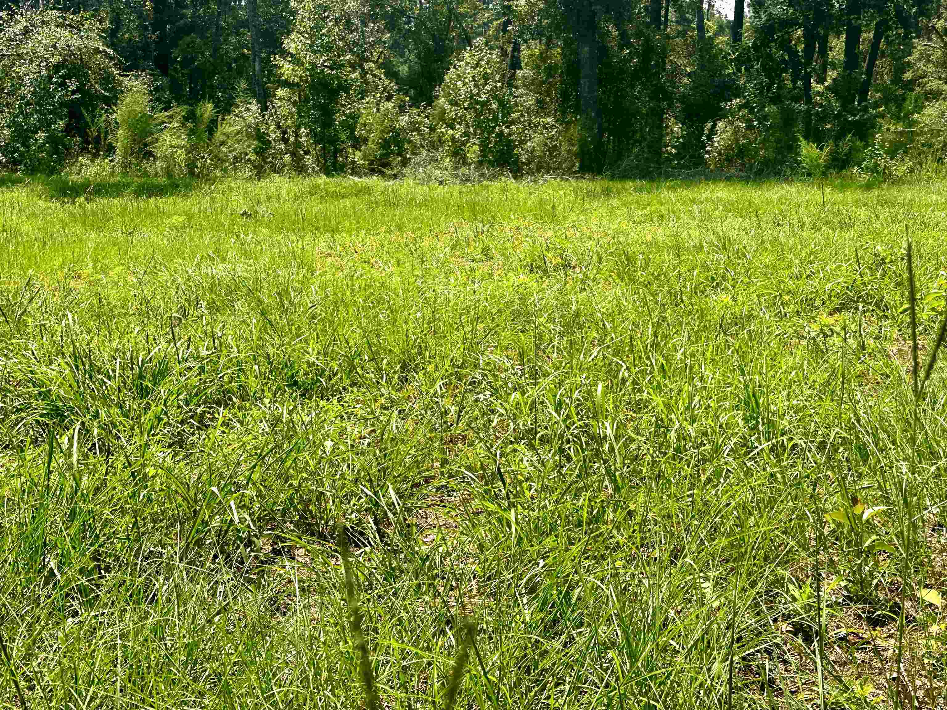 Vacant 205th Court, Live Oak, Florida image 16