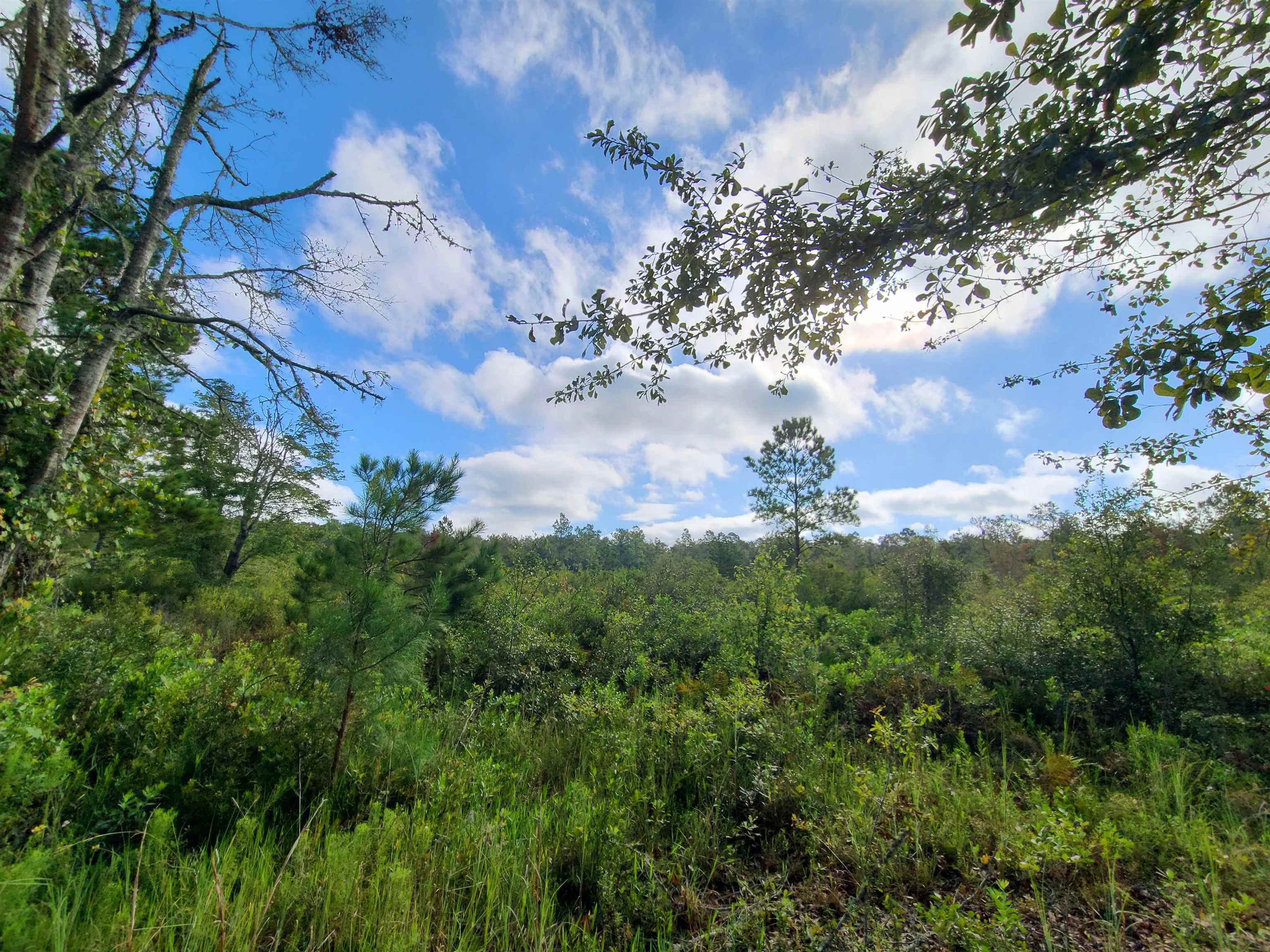 00 SW Wabasso Terrace, Greenville, Florida image 3