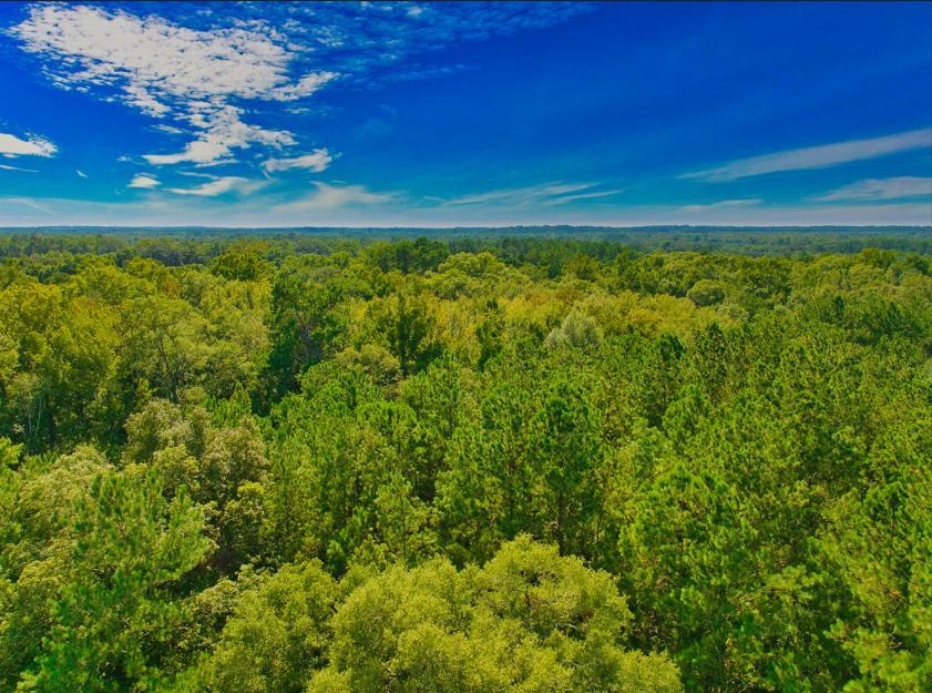 Capitola Road, Tallahassee, Florida image 3