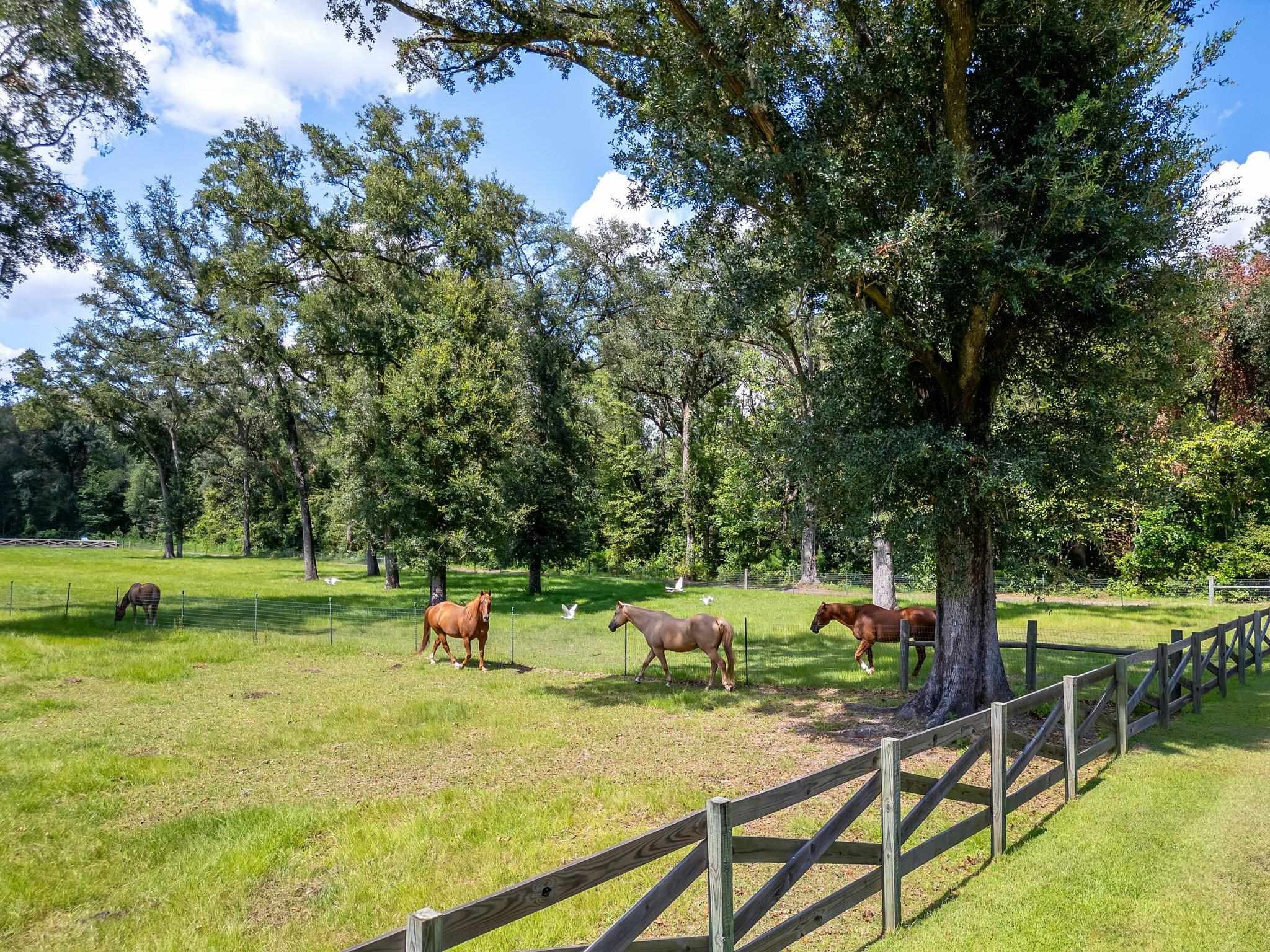 2024 Old Lloyd Road, MONTICELLO, Florida image 6