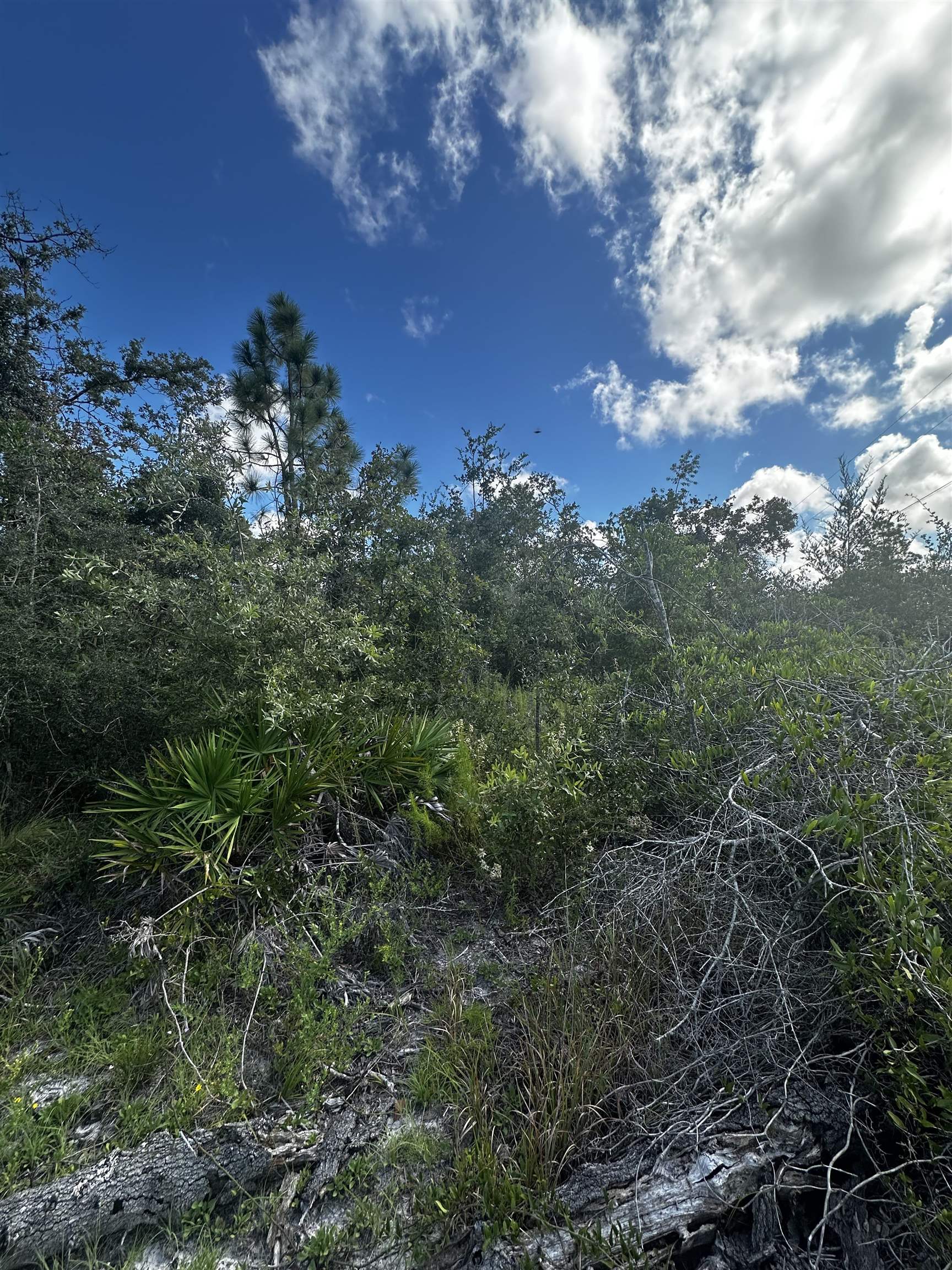 TBD Beach Road, PERRY, Florida image 6