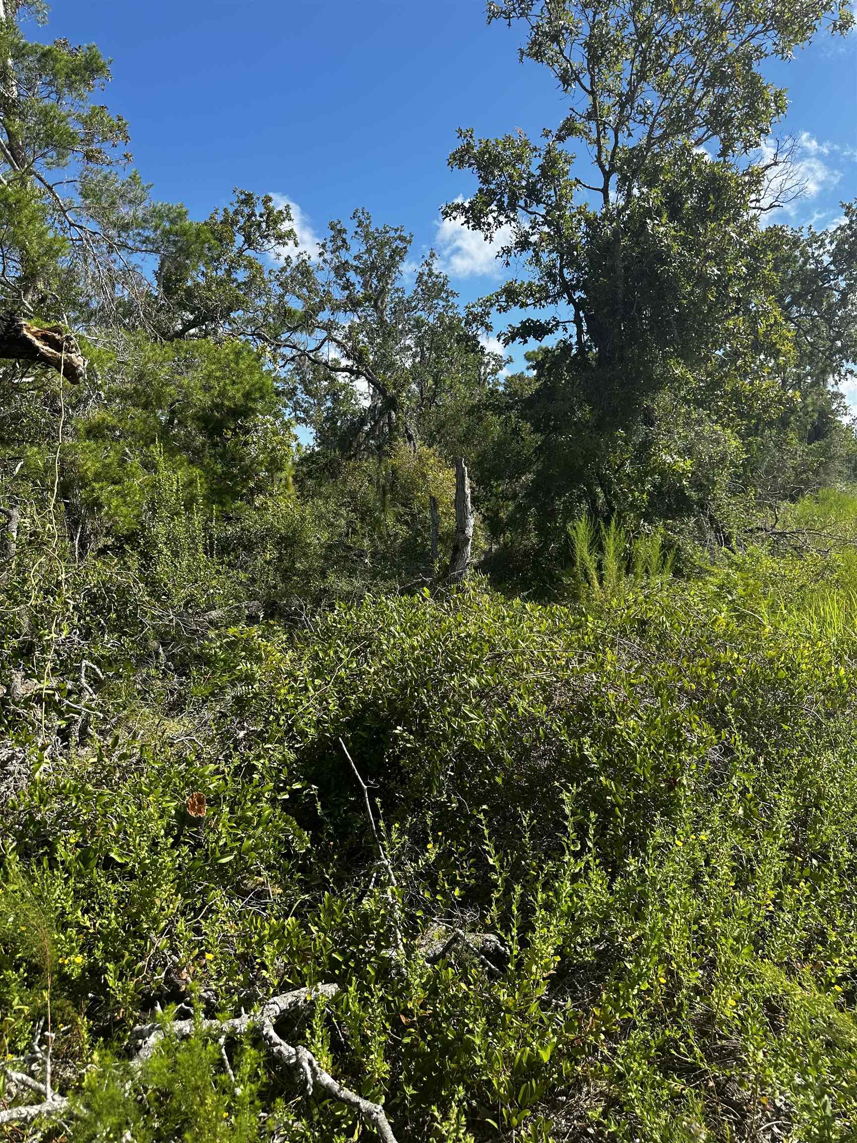 TBD Beach Road, PERRY, Florida image 8