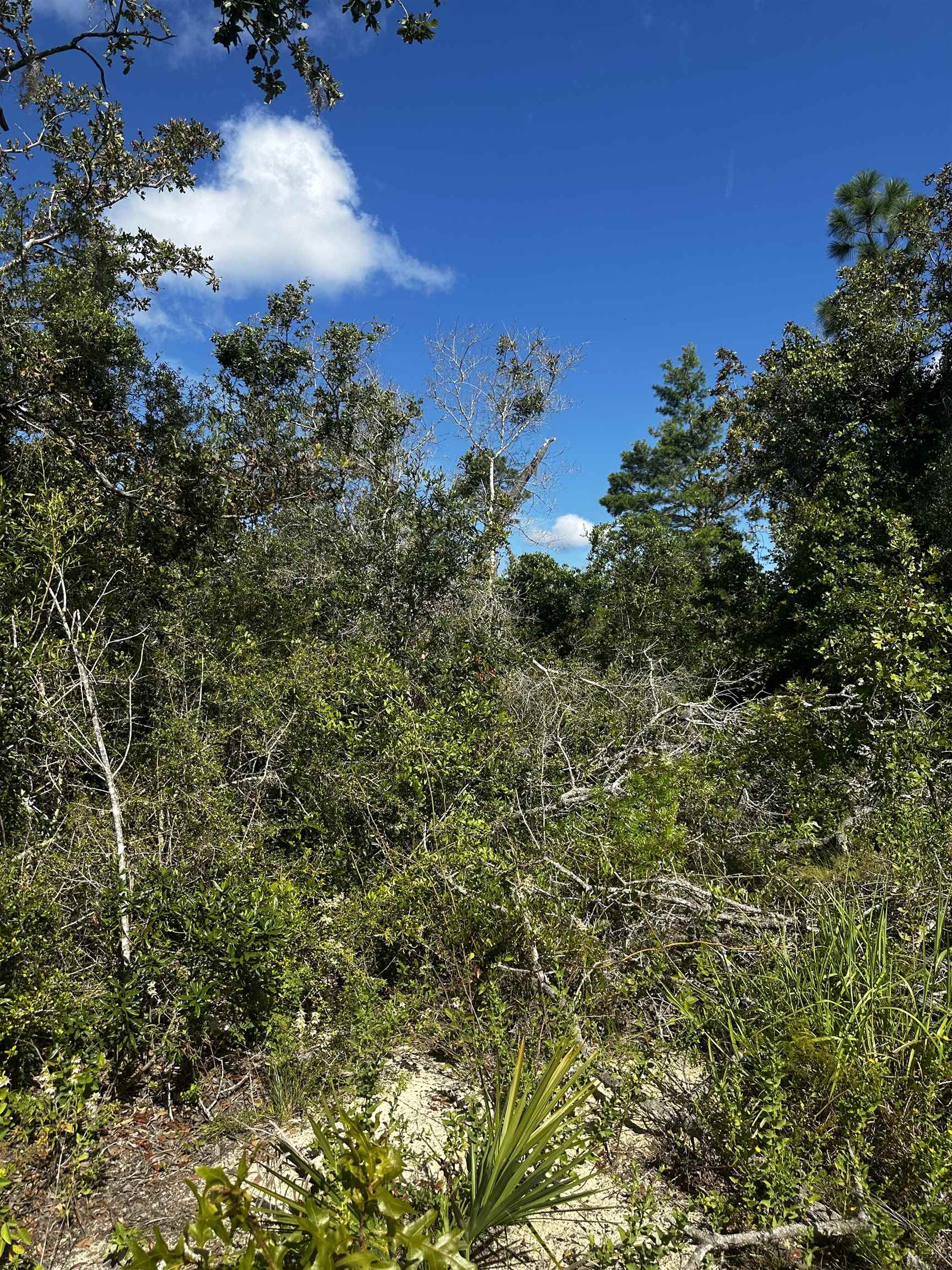 TBD Beach Road, PERRY, Florida image 9