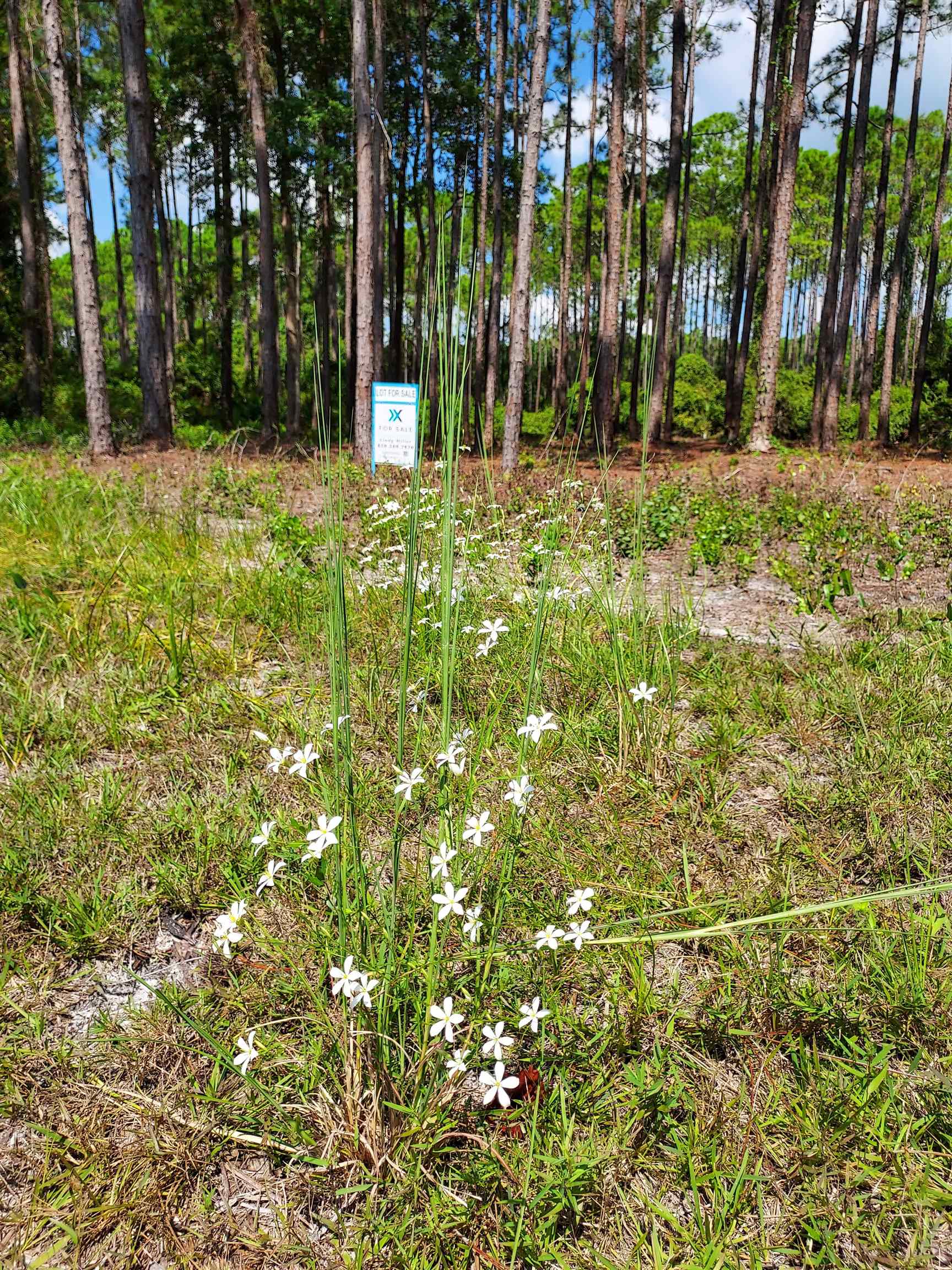 164 Royal Tern Way, CARRABELLE, Florida image 22