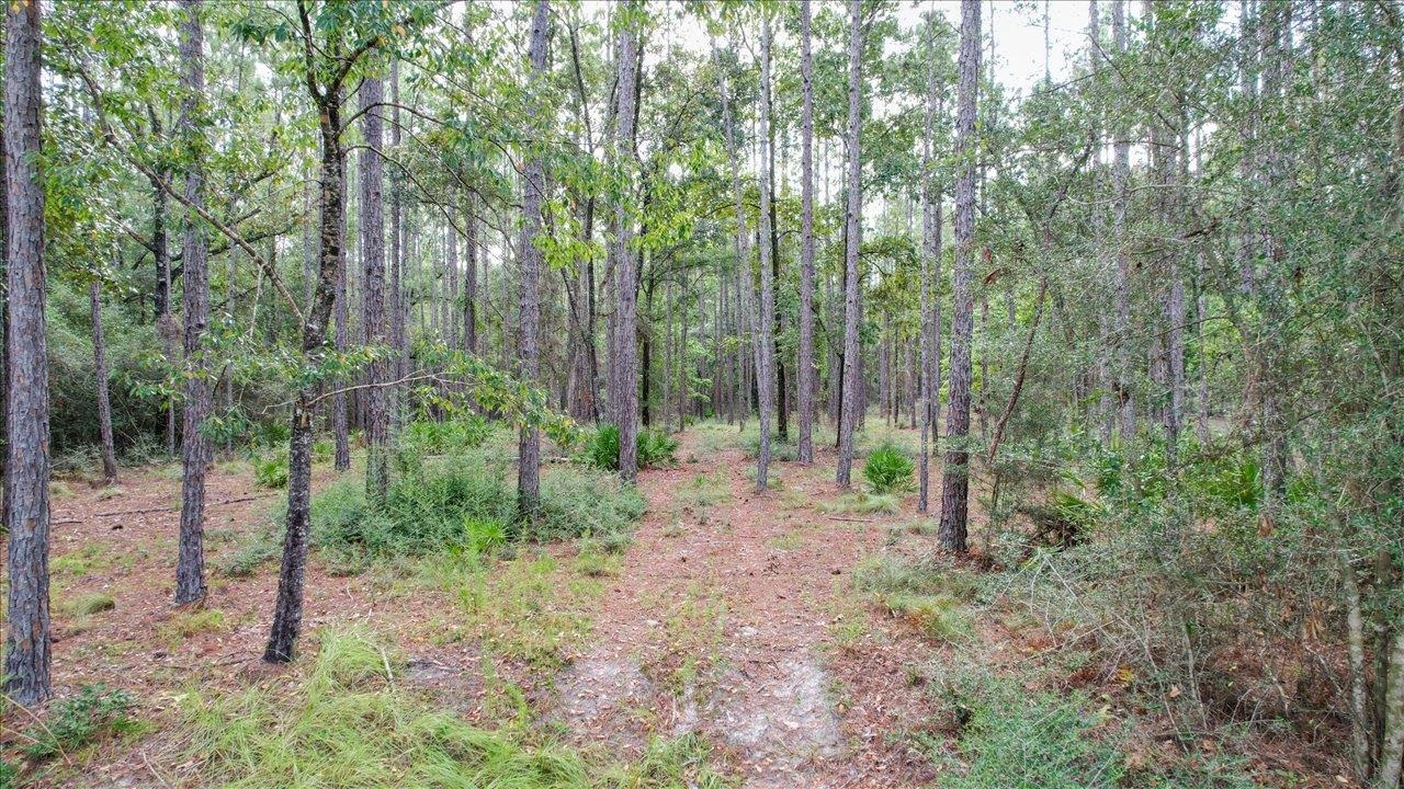 Saddle Rope Trail, Tallahassee, Florida image 16