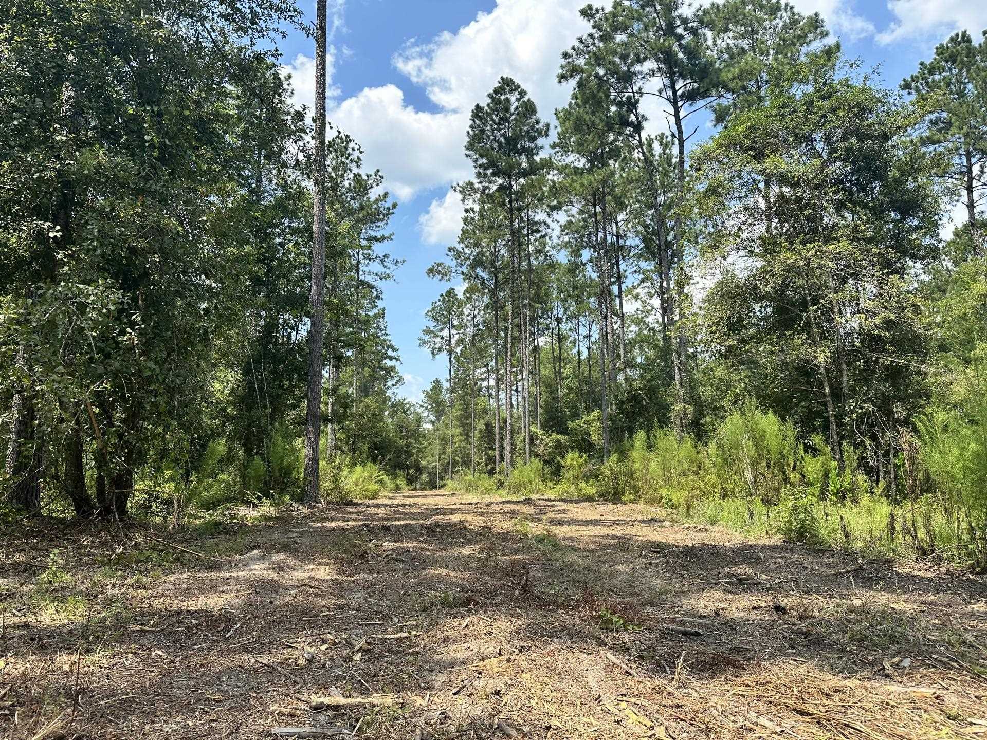 Vacant SW Paradise Way, GREENVILLE, Florida image 16