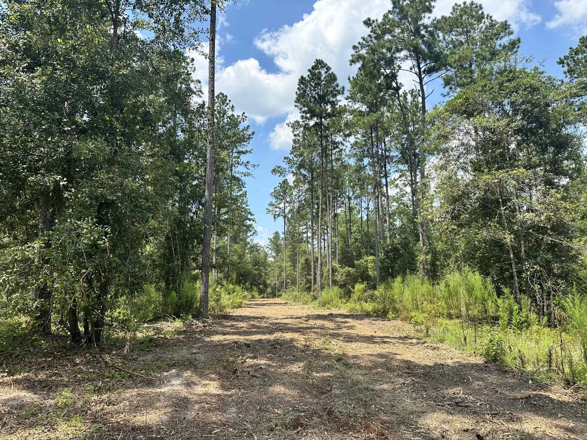 Vacant SW Paradise Way, GREENVILLE, Florida image 18