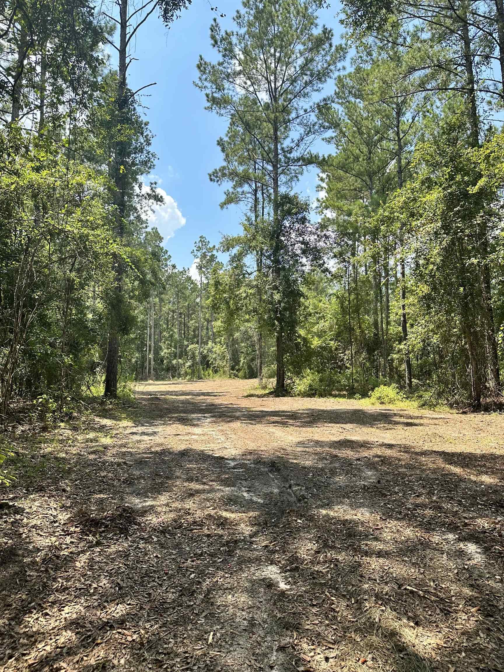 Vacant SW Paradise Way, GREENVILLE, Florida image 7