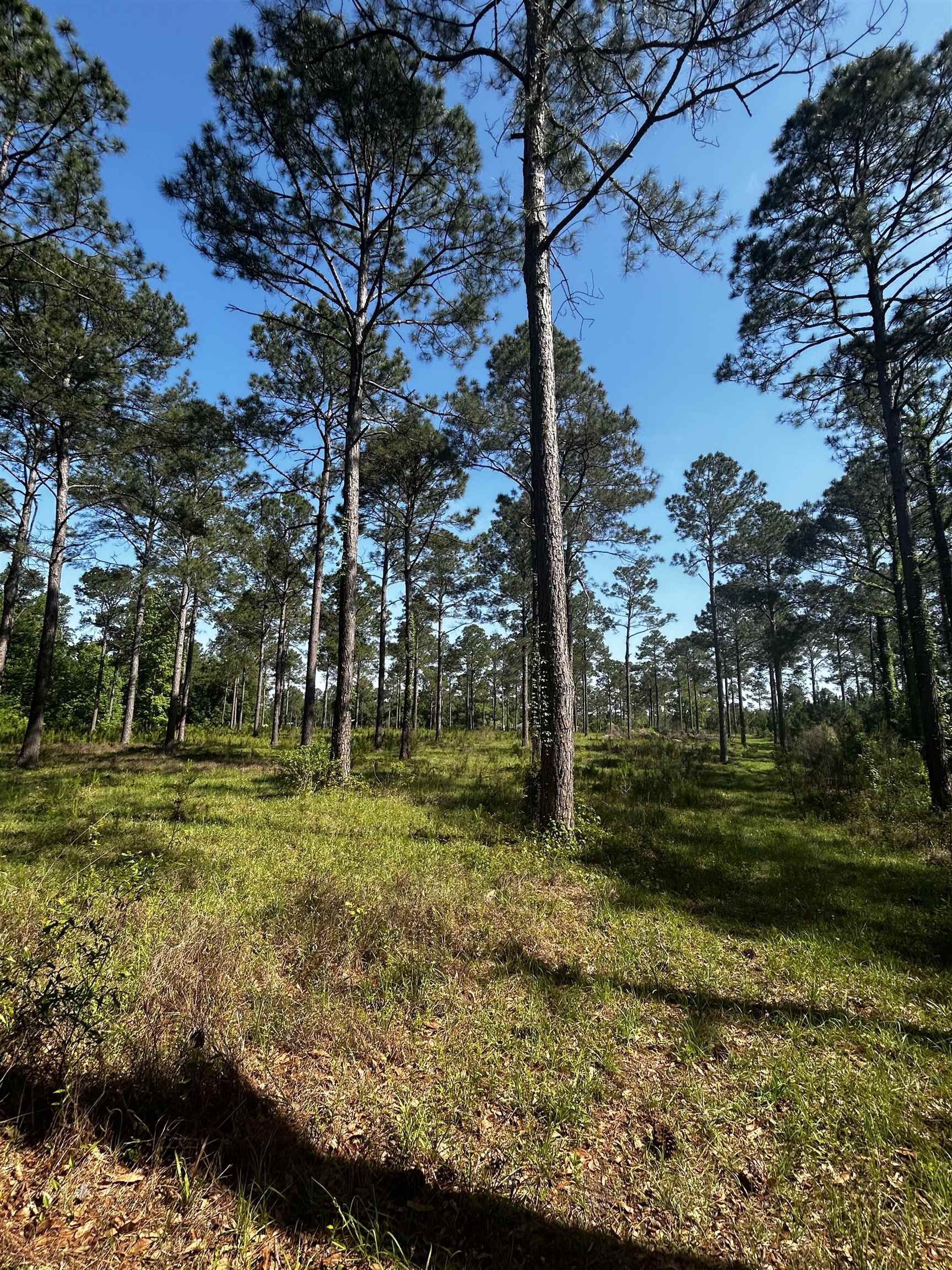 Turkey Roost Road, Tallahassee, Florida image 3