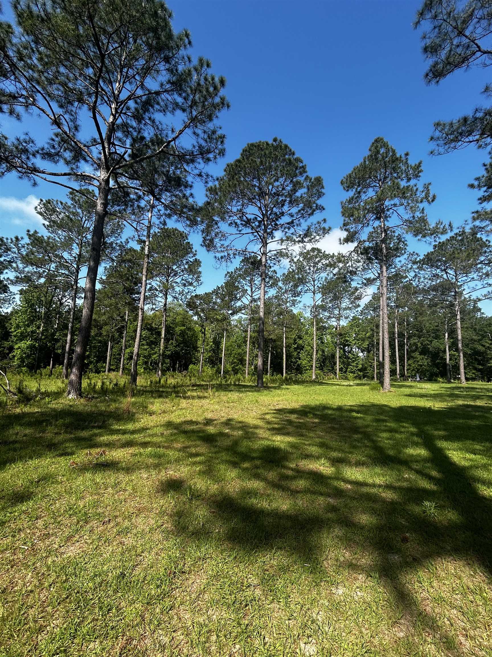 Turkey Roost Road, Tallahassee, Florida image 5