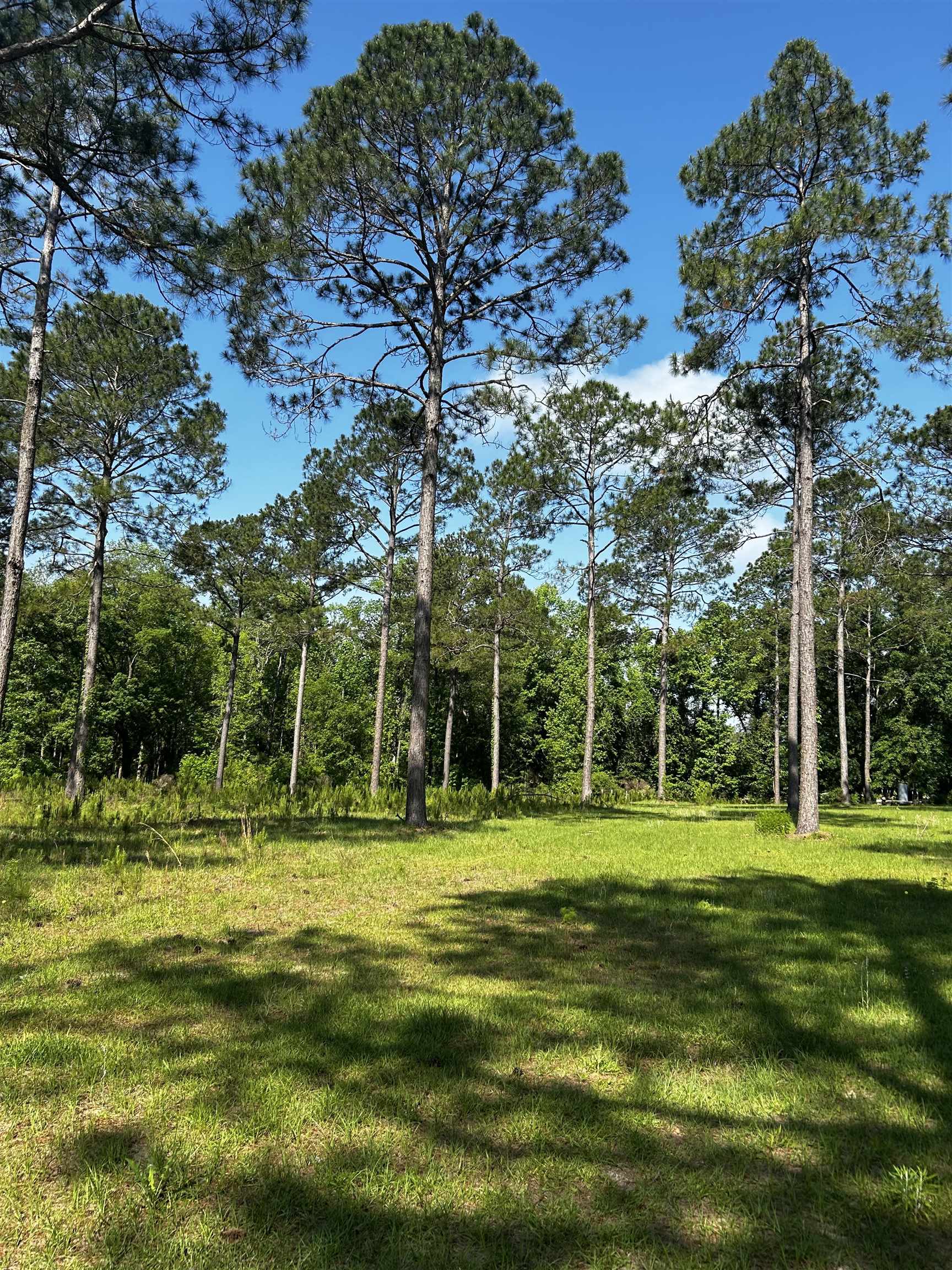 Turkey Roost Road, Tallahassee, Florida image 6