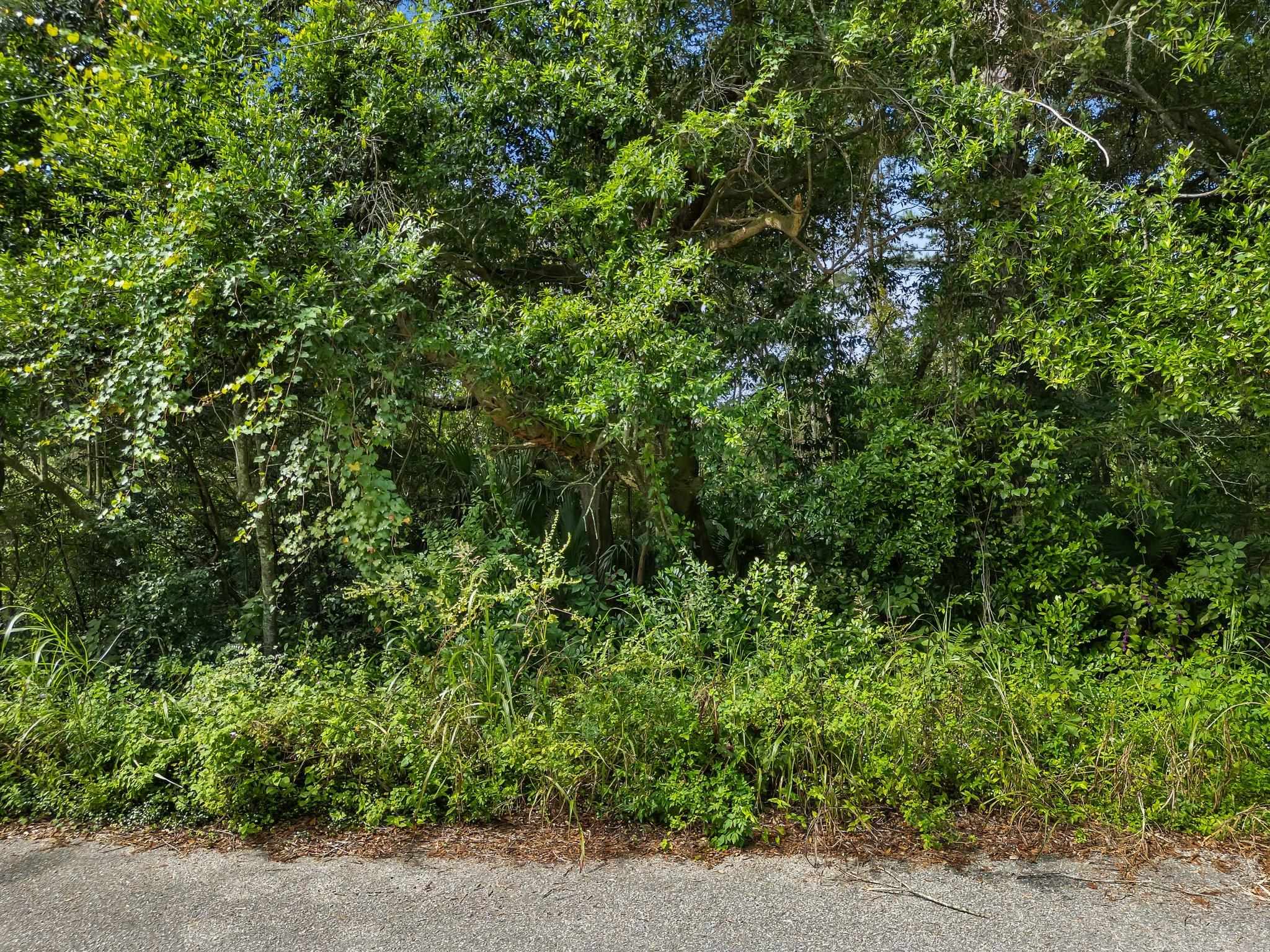 Lillian Road, Tallahassee, Florida image 5
