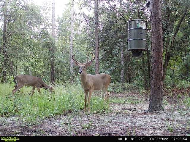 1268 NW White Wing Dove Drive, GREENVILLE, Florida image 14