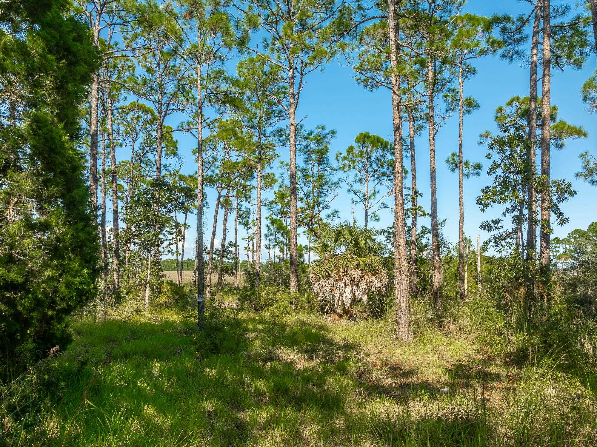 141 Timber Island Road, CARRABELLE, Florida image 16