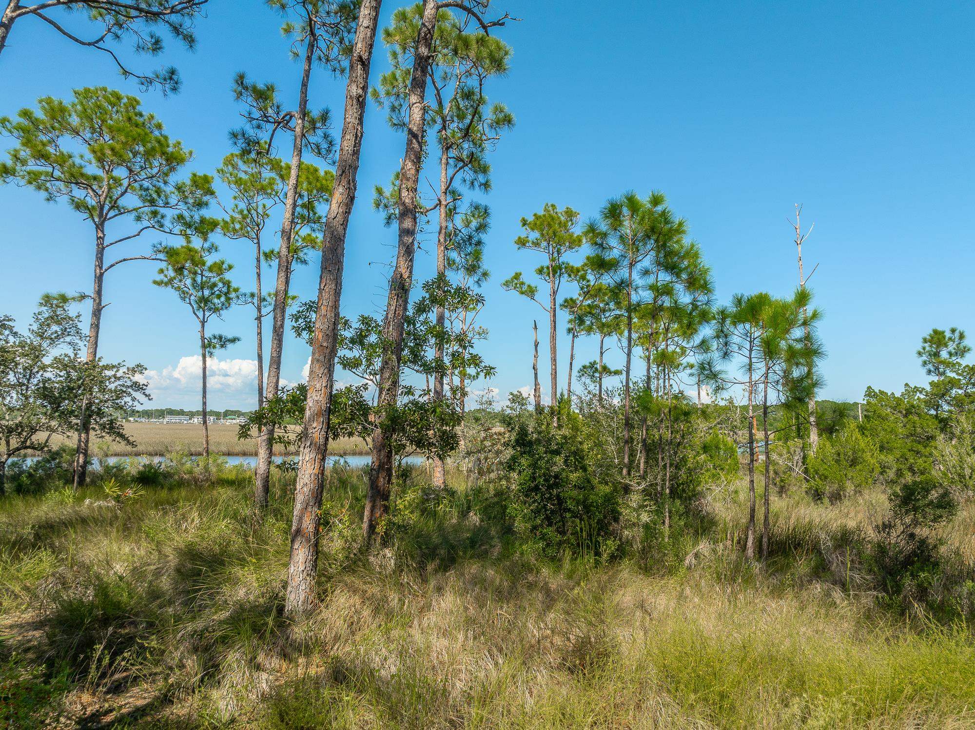 141 Timber Island Road, CARRABELLE, Florida image 18