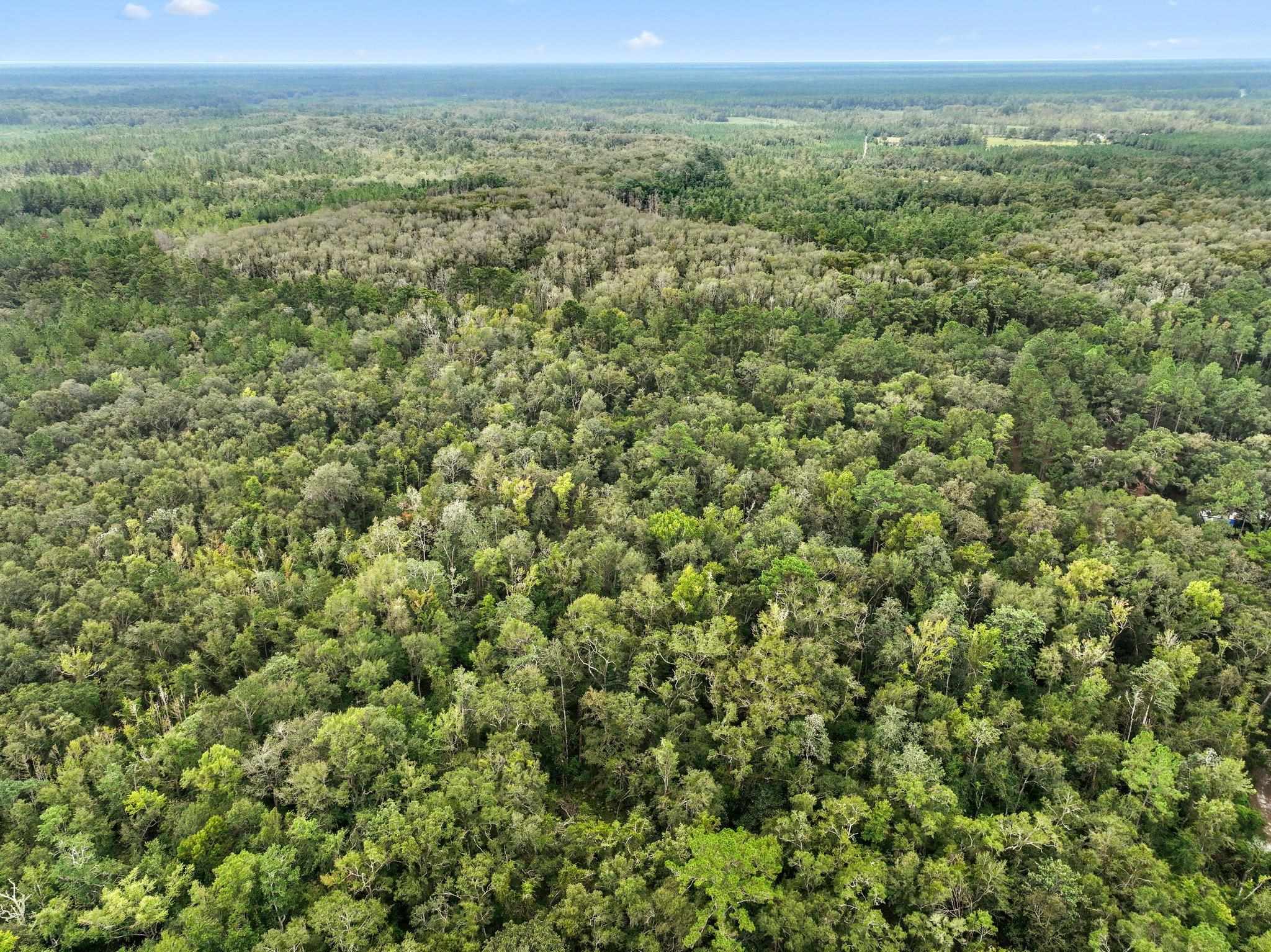 Tram Road, MONTICELLO, Florida image 9