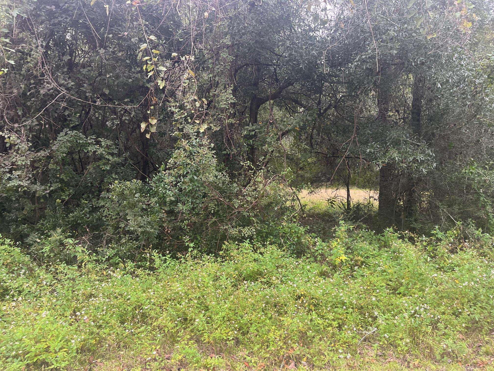 Lot 14 Jean Drive, Crawfordville, Florida image 1