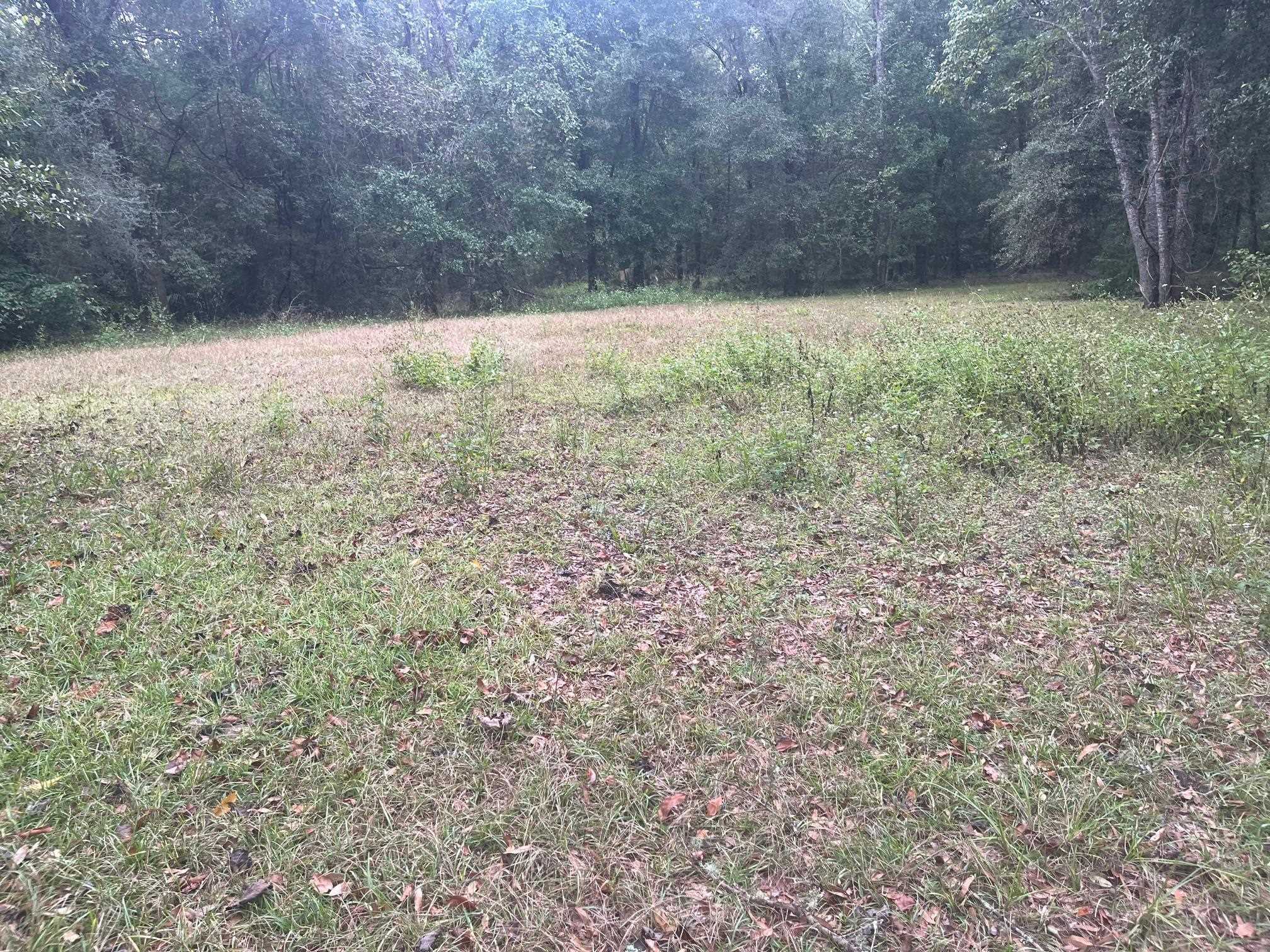 Lot 14 Jean Drive, Crawfordville, Florida image 3