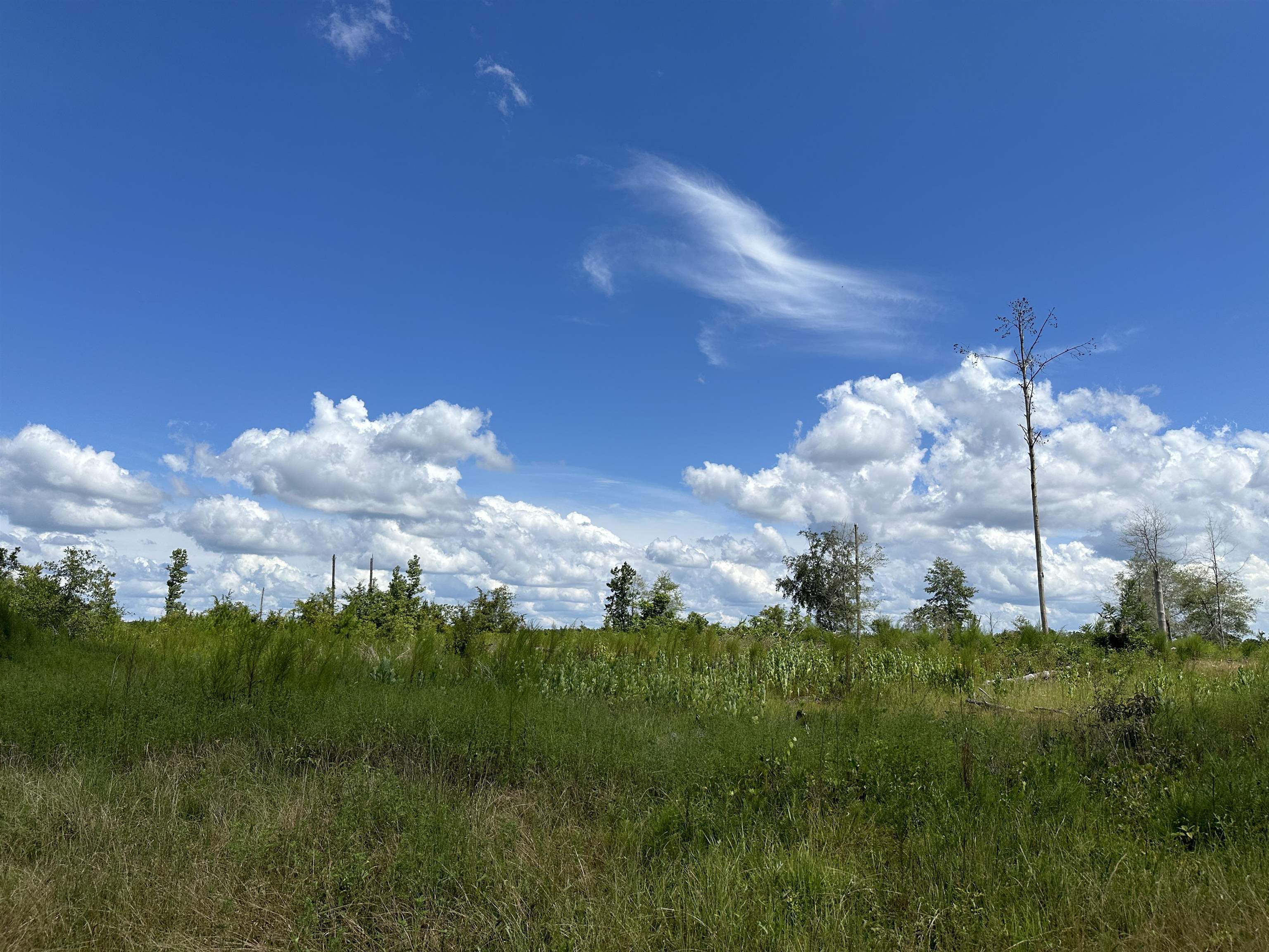 XXXX Hosford Highway #NA, Quincy, Florida image 4