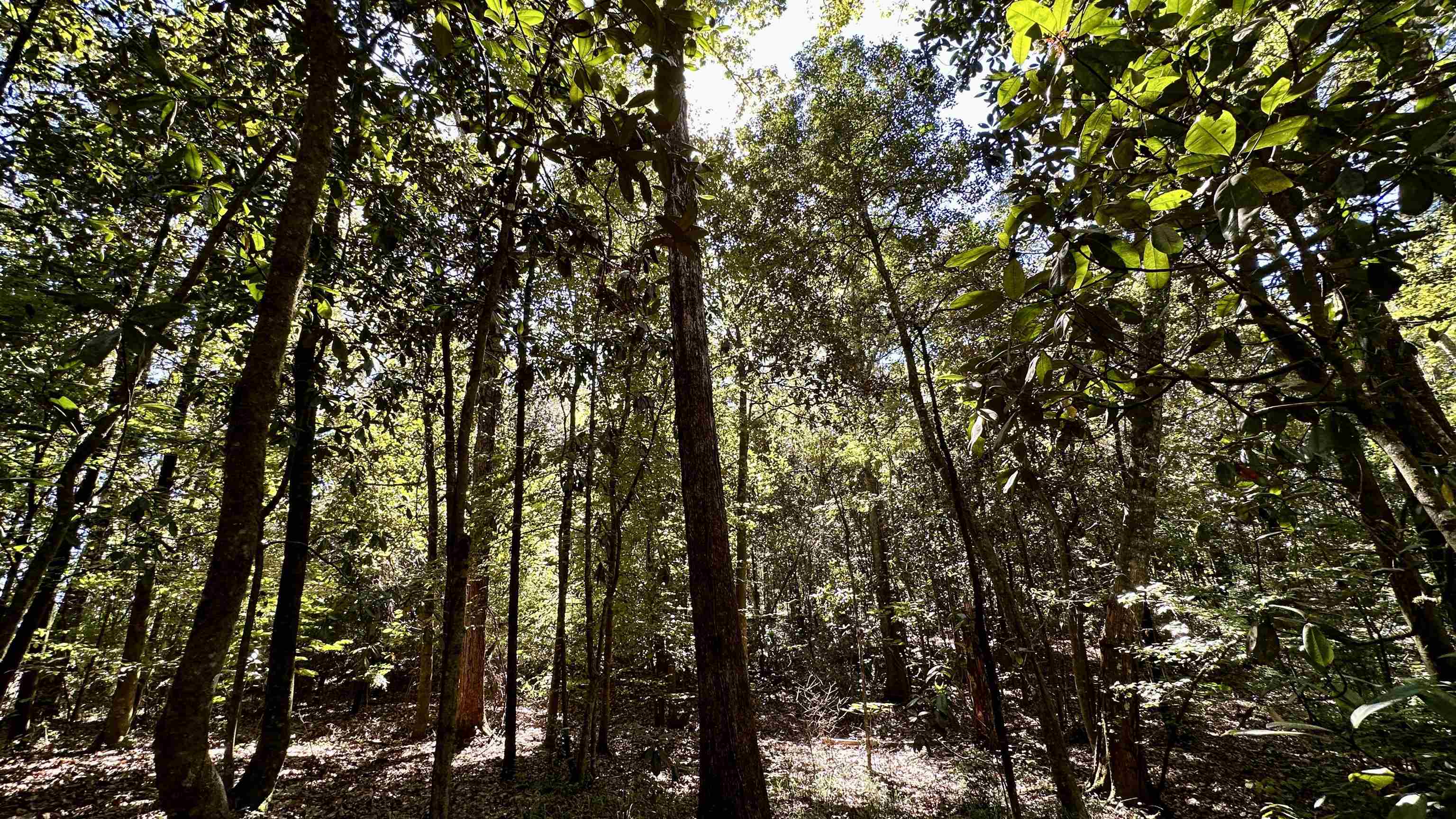 Hogan Lane, Quincy, Florida image 12