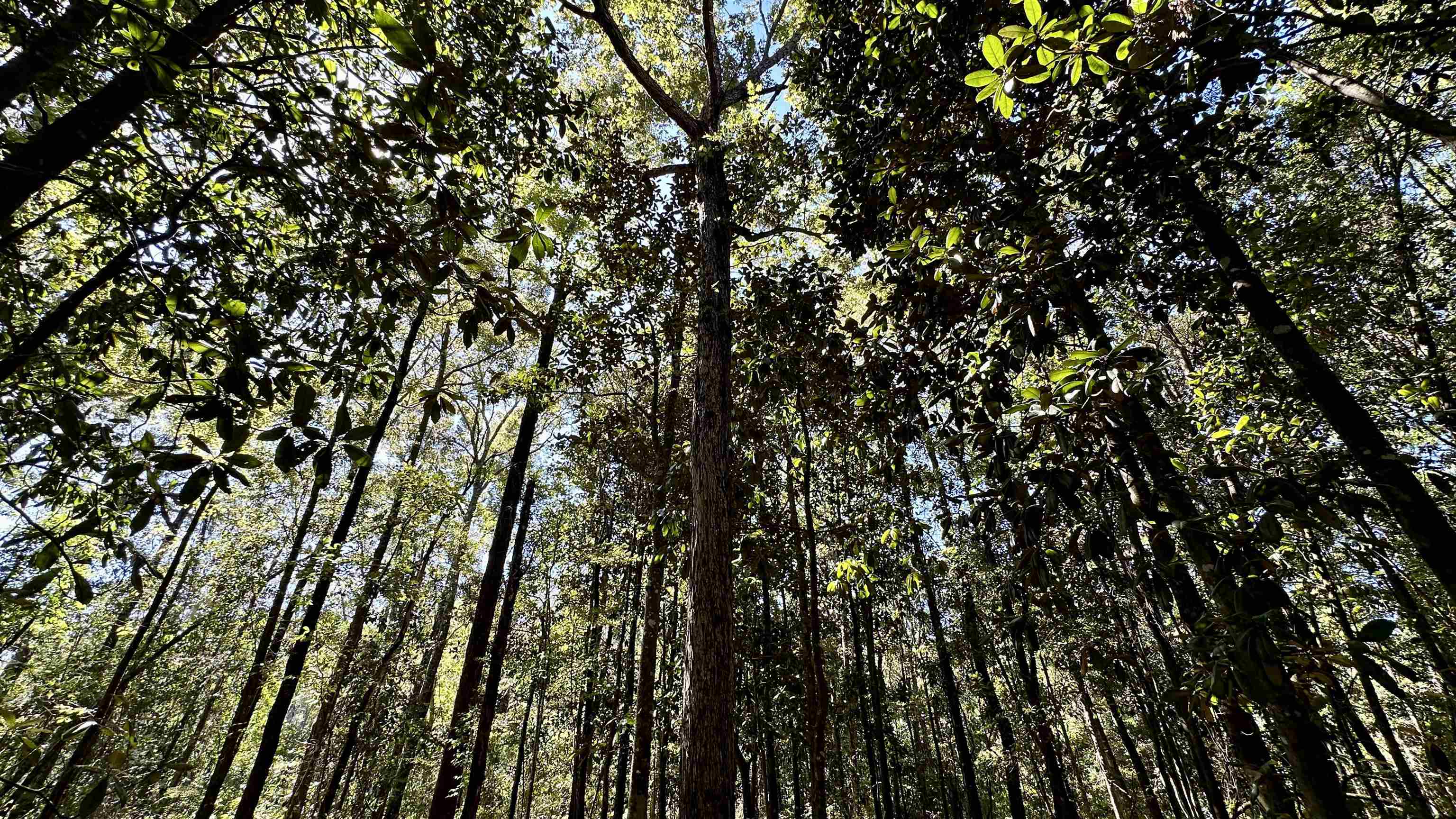 Hogan Lane, Quincy, Florida image 18