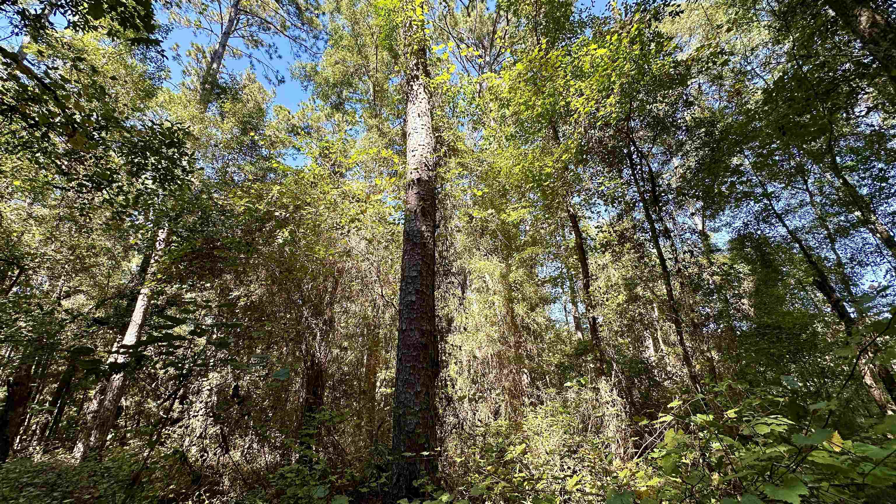 Hogan Lane, Quincy, Florida image 9