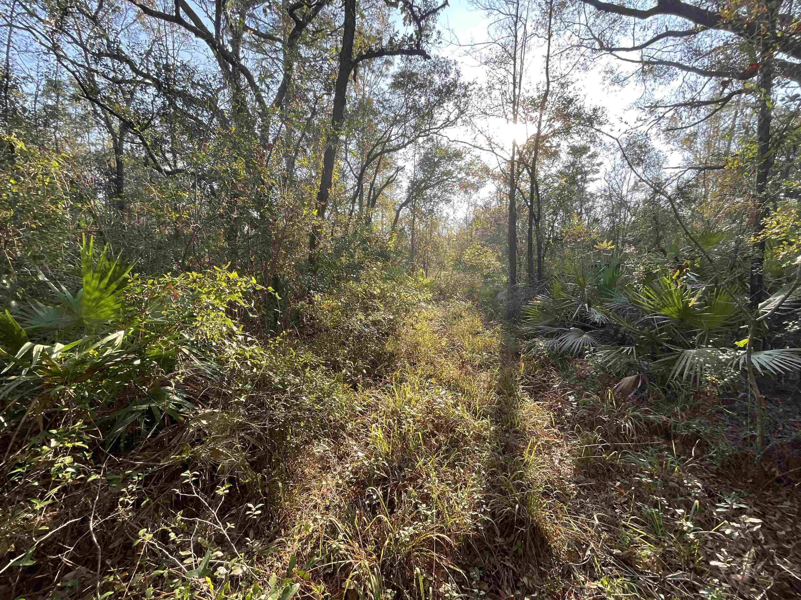 Vacant NE River Park Road, Lee, Florida image 22