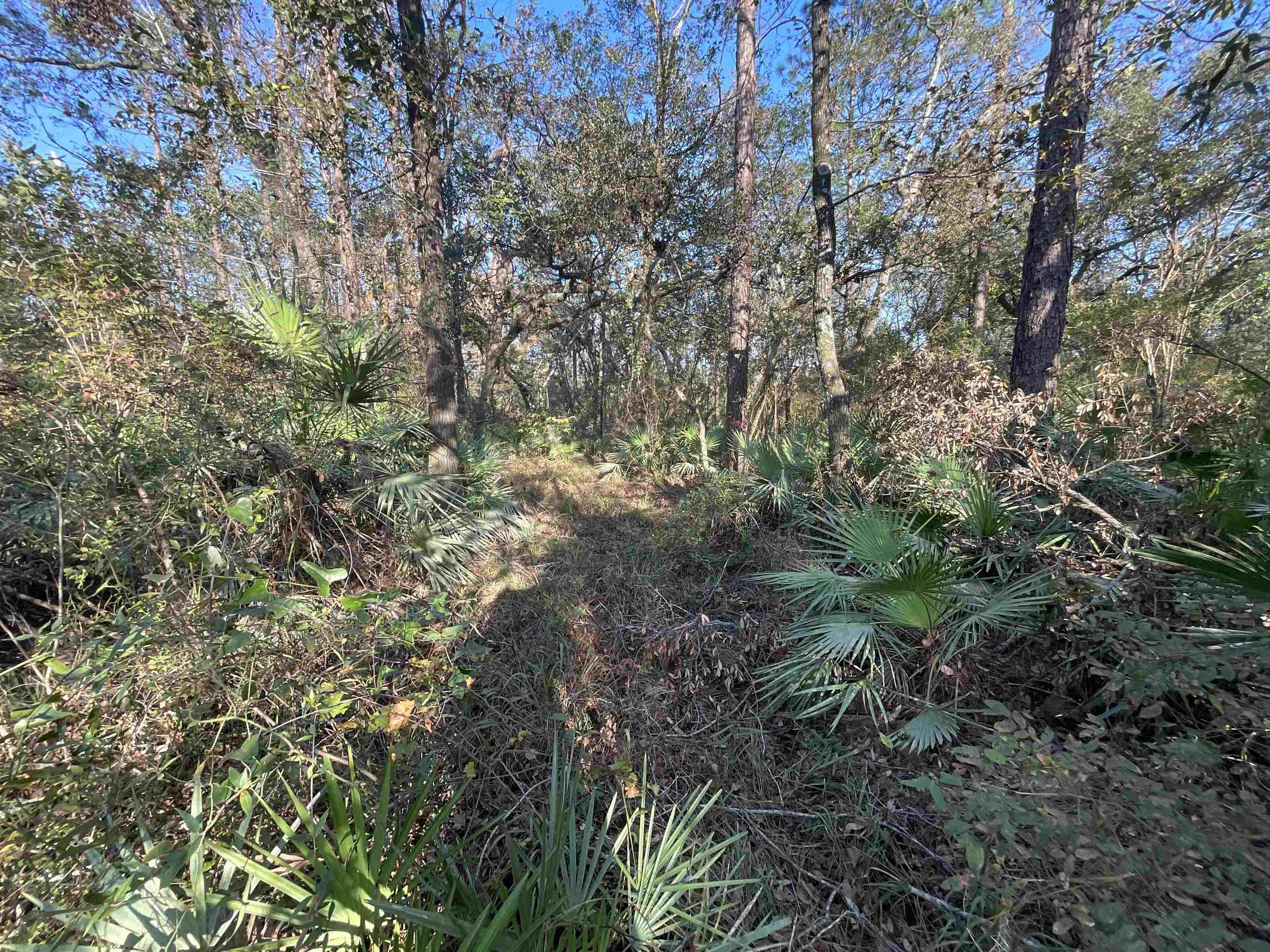 Vacant NE River Park Road, Lee, Florida image 36