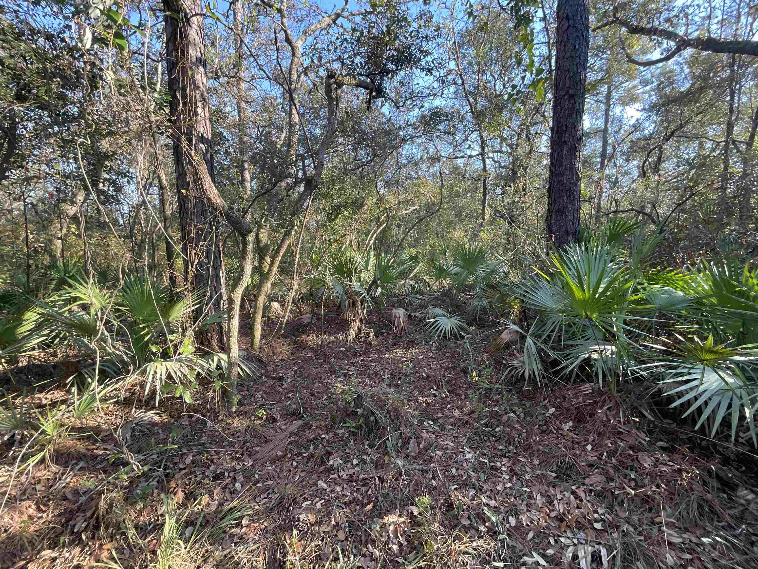 Vacant NE River Park Road, Lee, Florida image 7