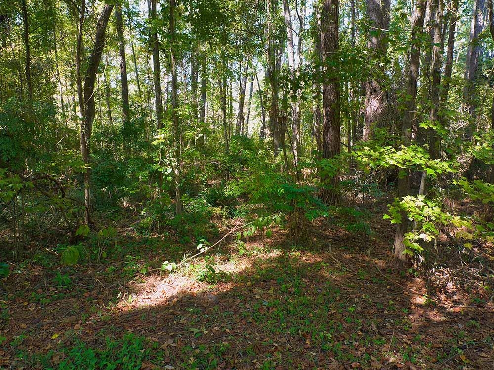 00 Moody Trail, Tallahassee, Florida image 9