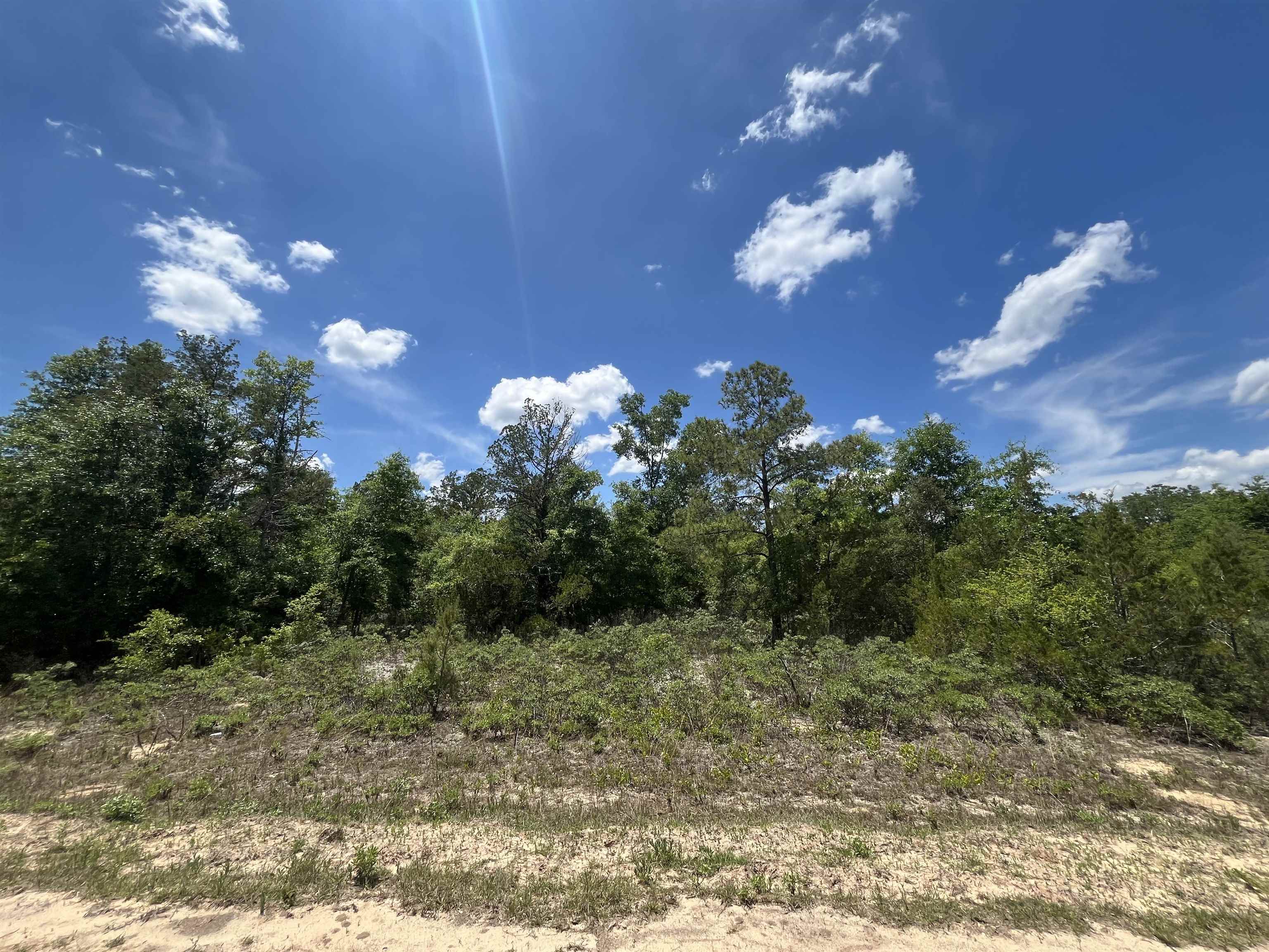 Magnolia Lane, Marianna, Florida image 7