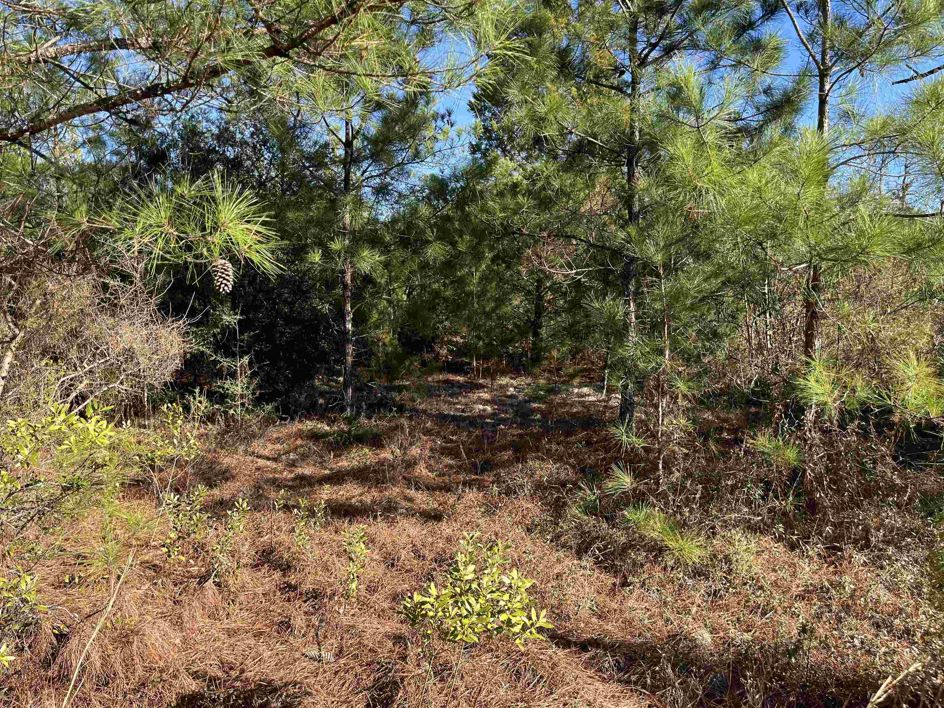 Fairview Road, Marianna, Florida image 9