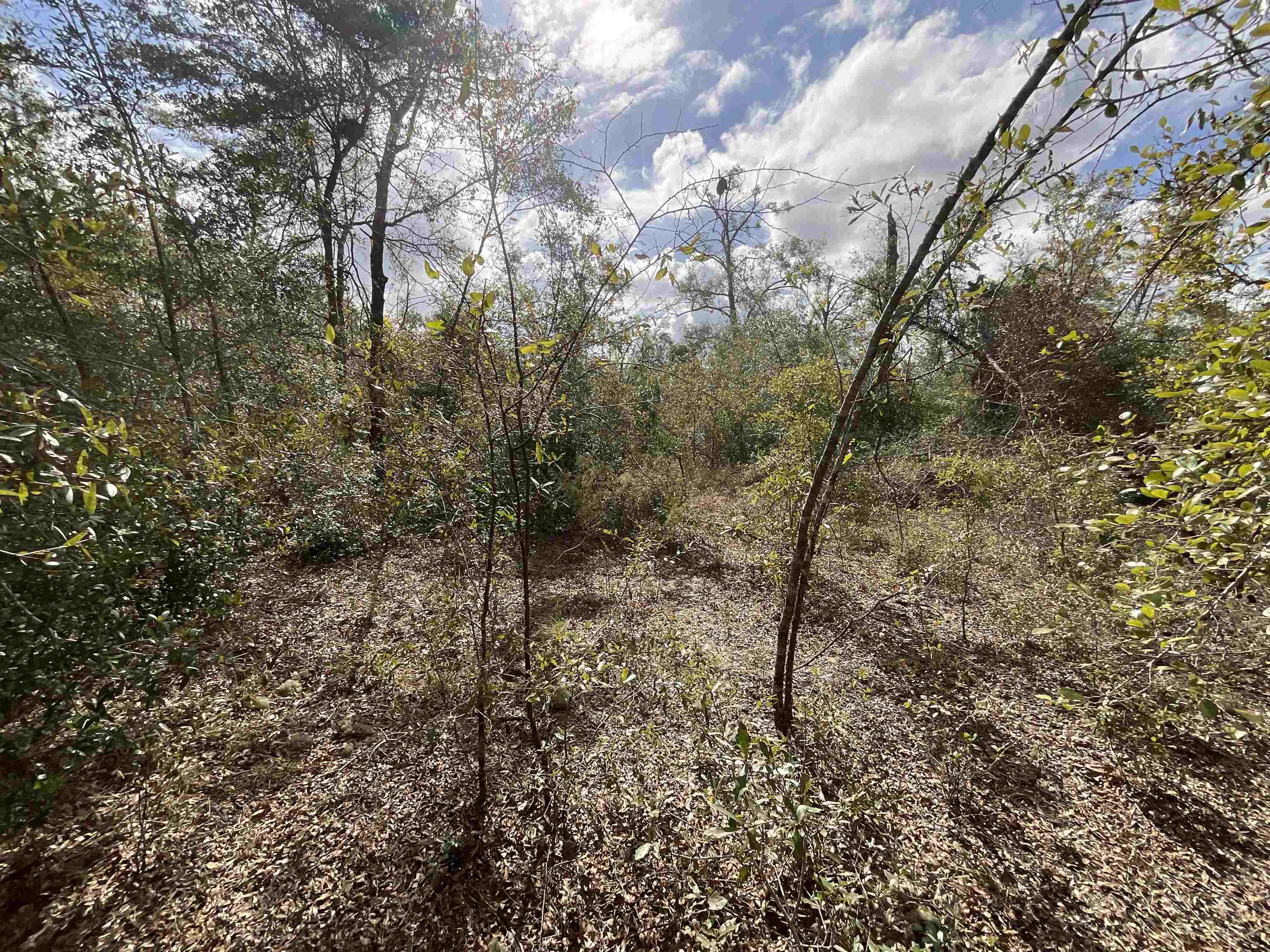 Vacant SE River Road, Lee, Florida image 10