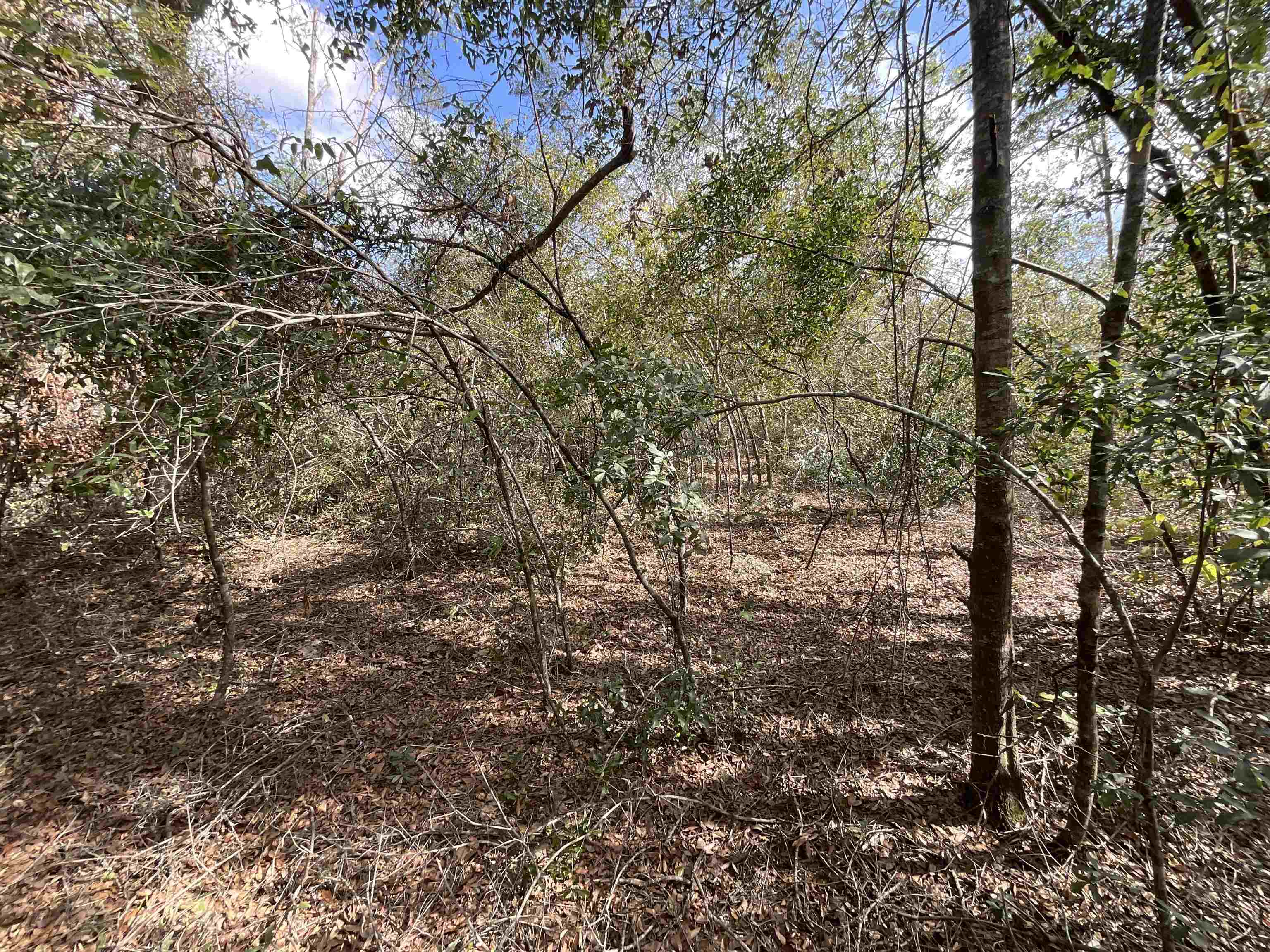 Vacant SE River Road, Lee, Florida image 11