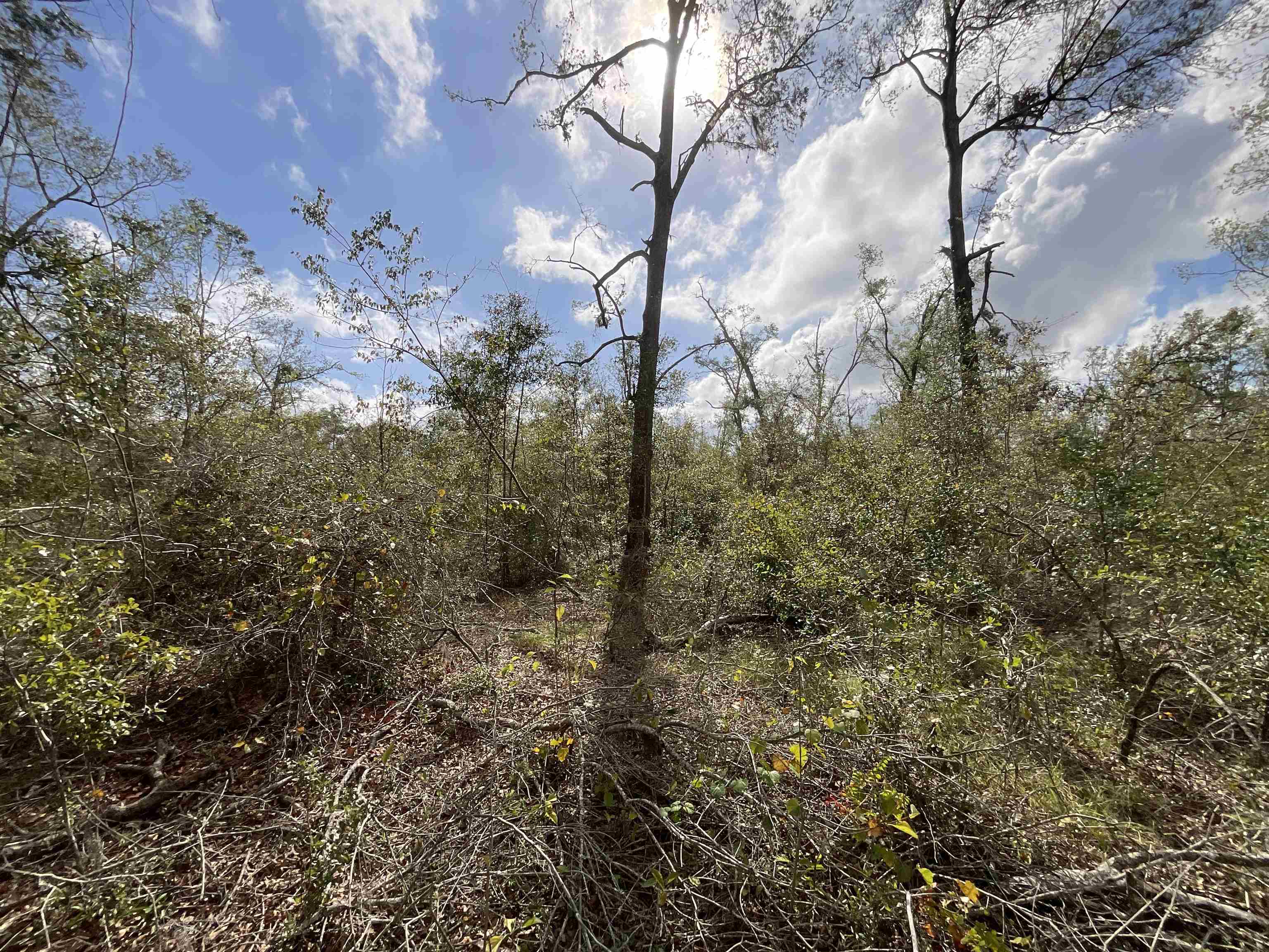 Vacant SE River Road, Lee, Florida image 18