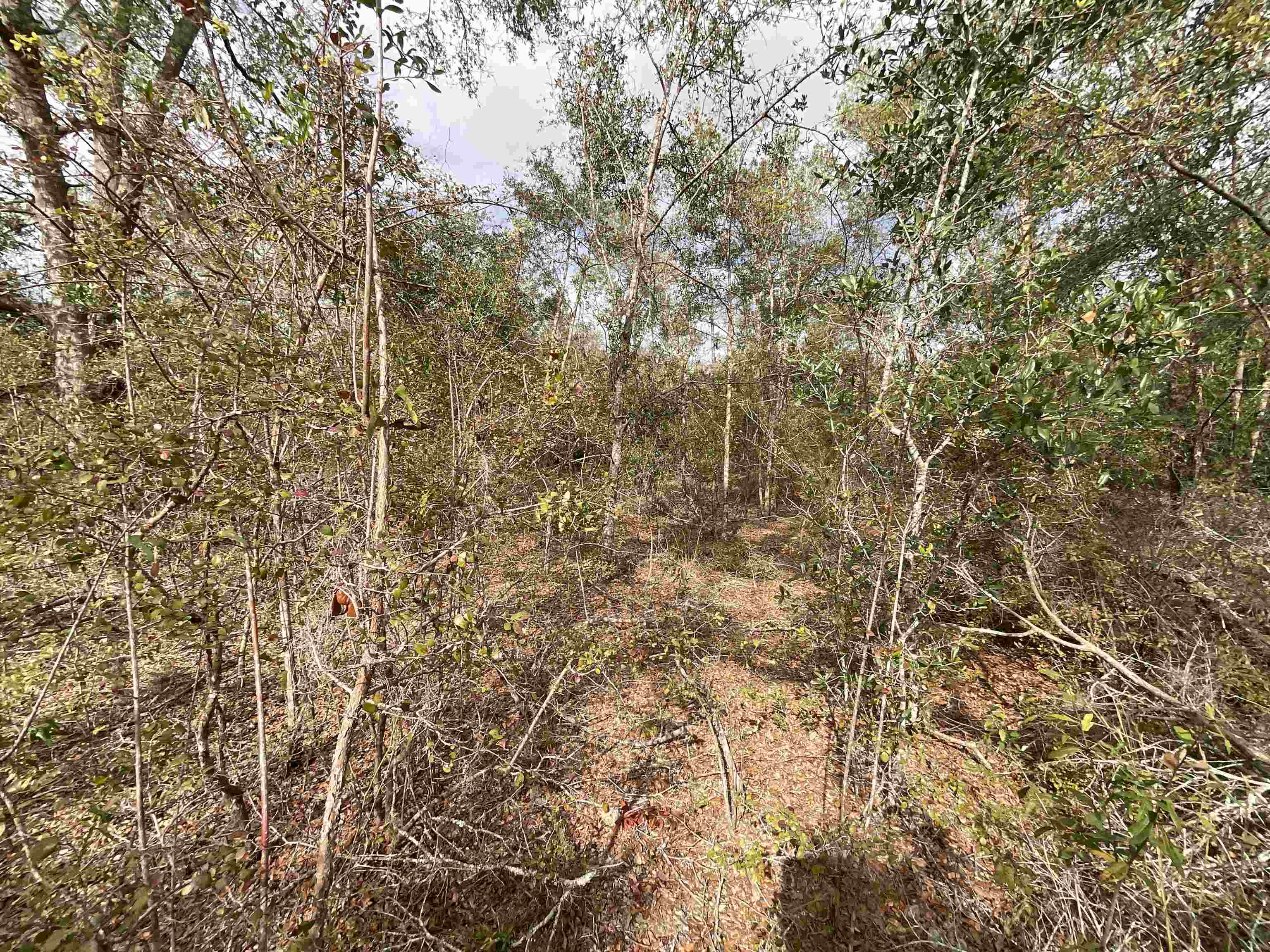 Vacant SE River Road, Lee, Florida image 37