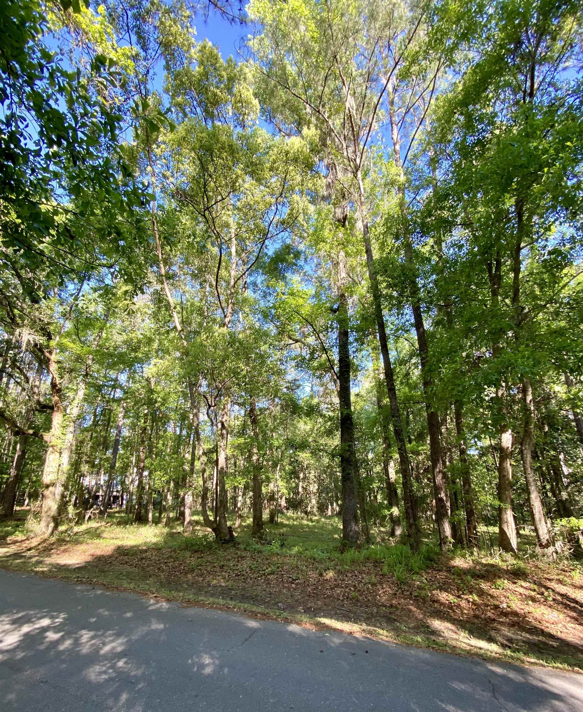 Rosehill Drive, Tallahassee, Florida image 8