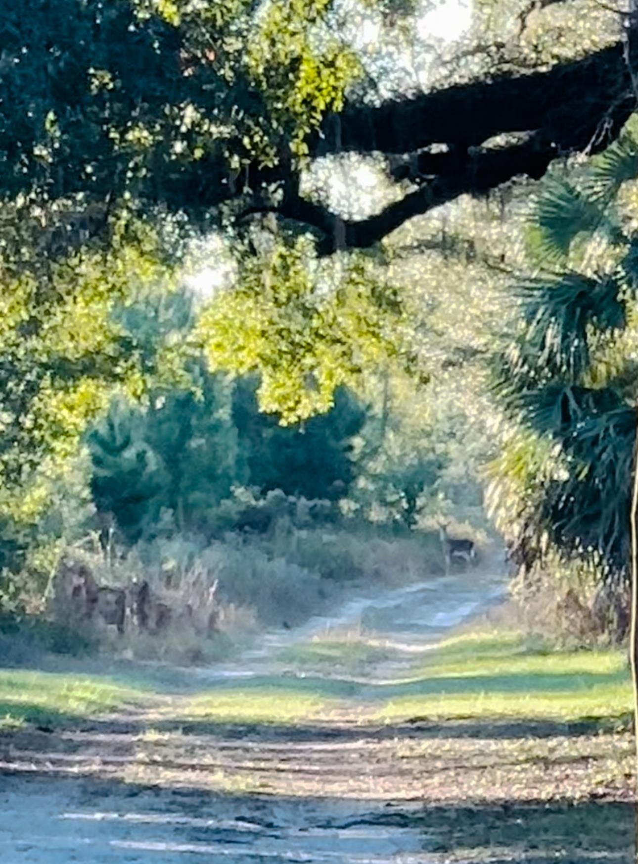 5061 Aucilla River Road, Lamont, Florida image 7