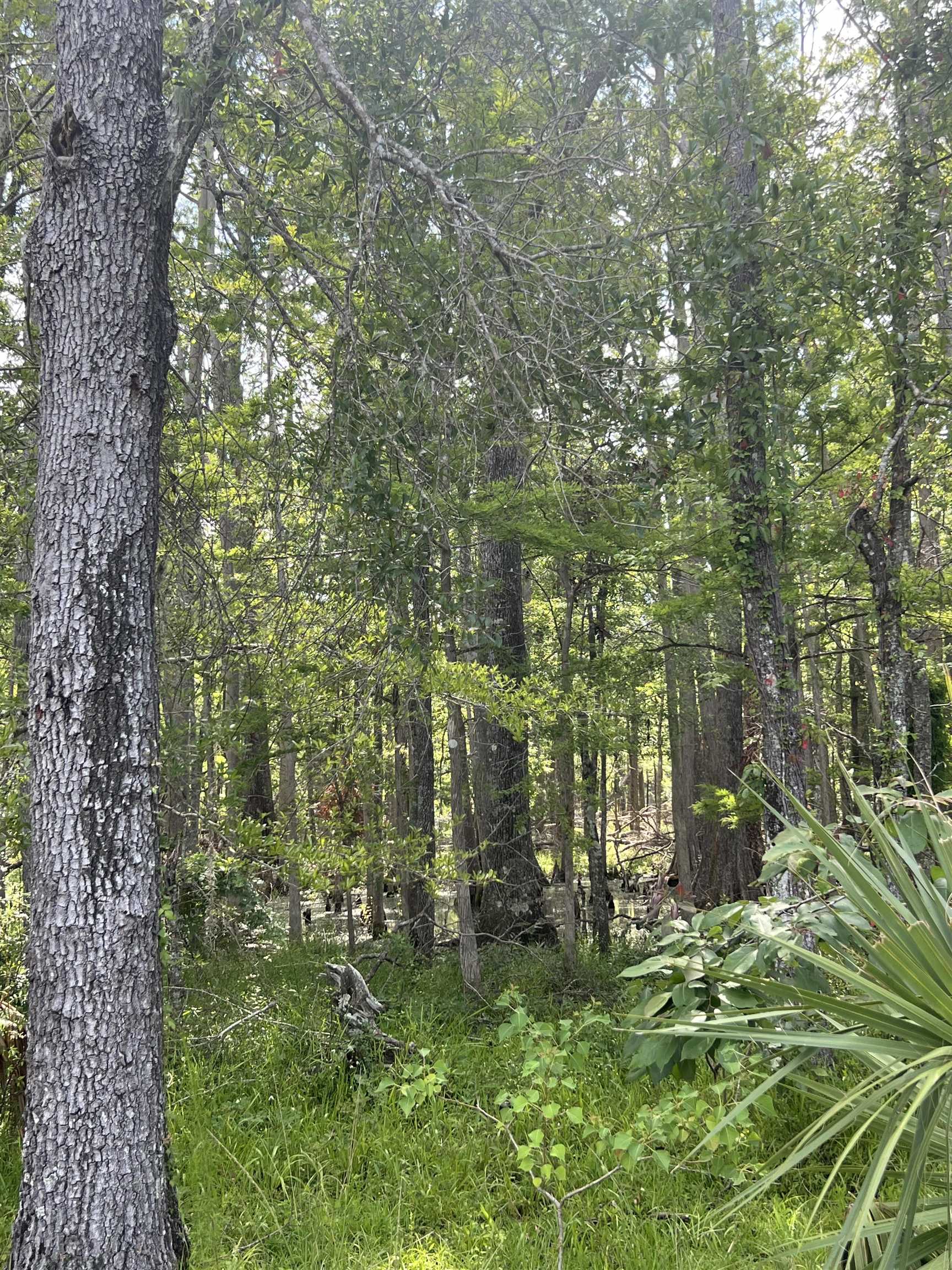 Vacant Woods Creek Road., Perry, Florida image 10