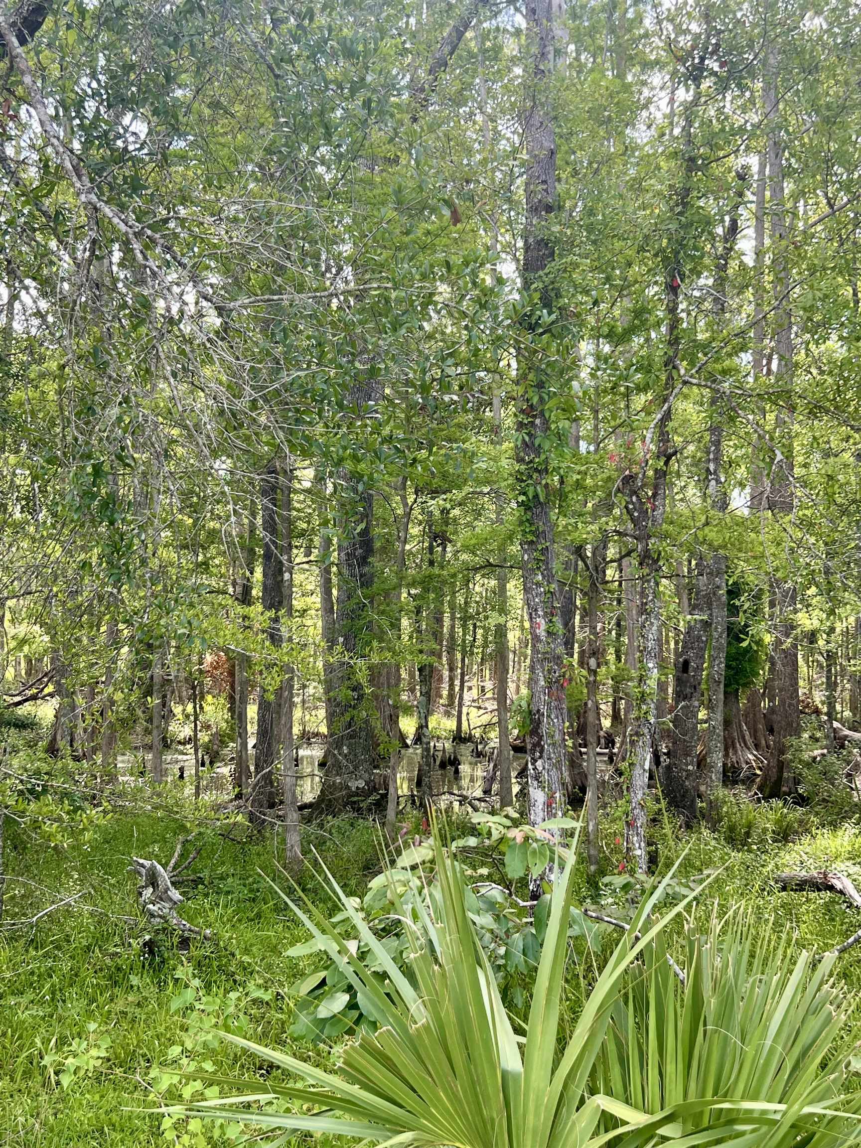 Vacant Woods Creek Road., Perry, Florida image 11