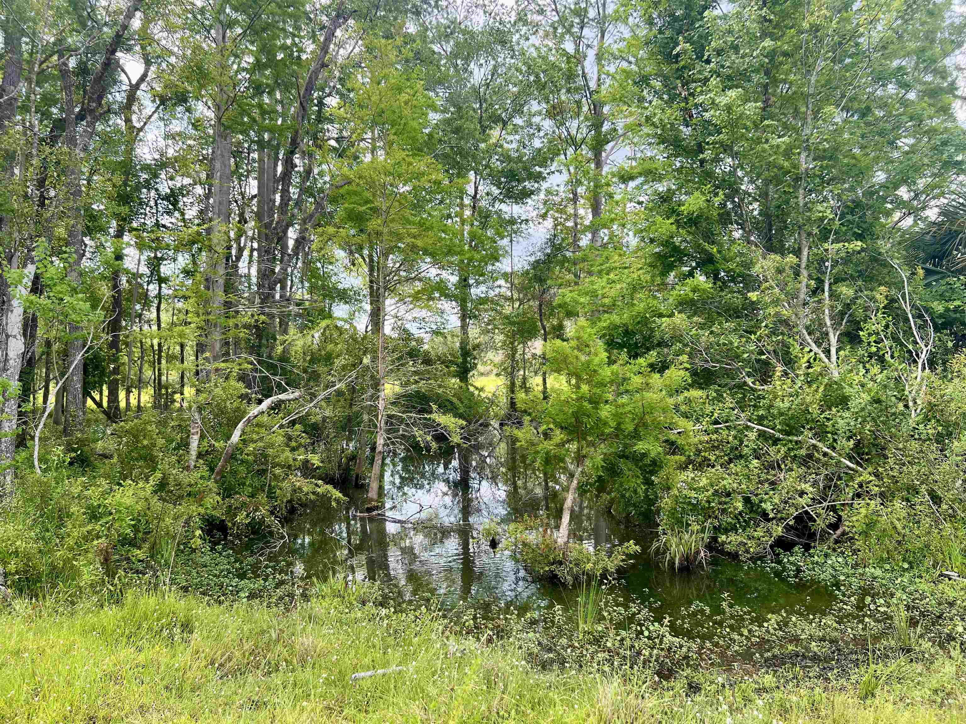 Vacant Woods Creek Road., Perry, Florida image 12