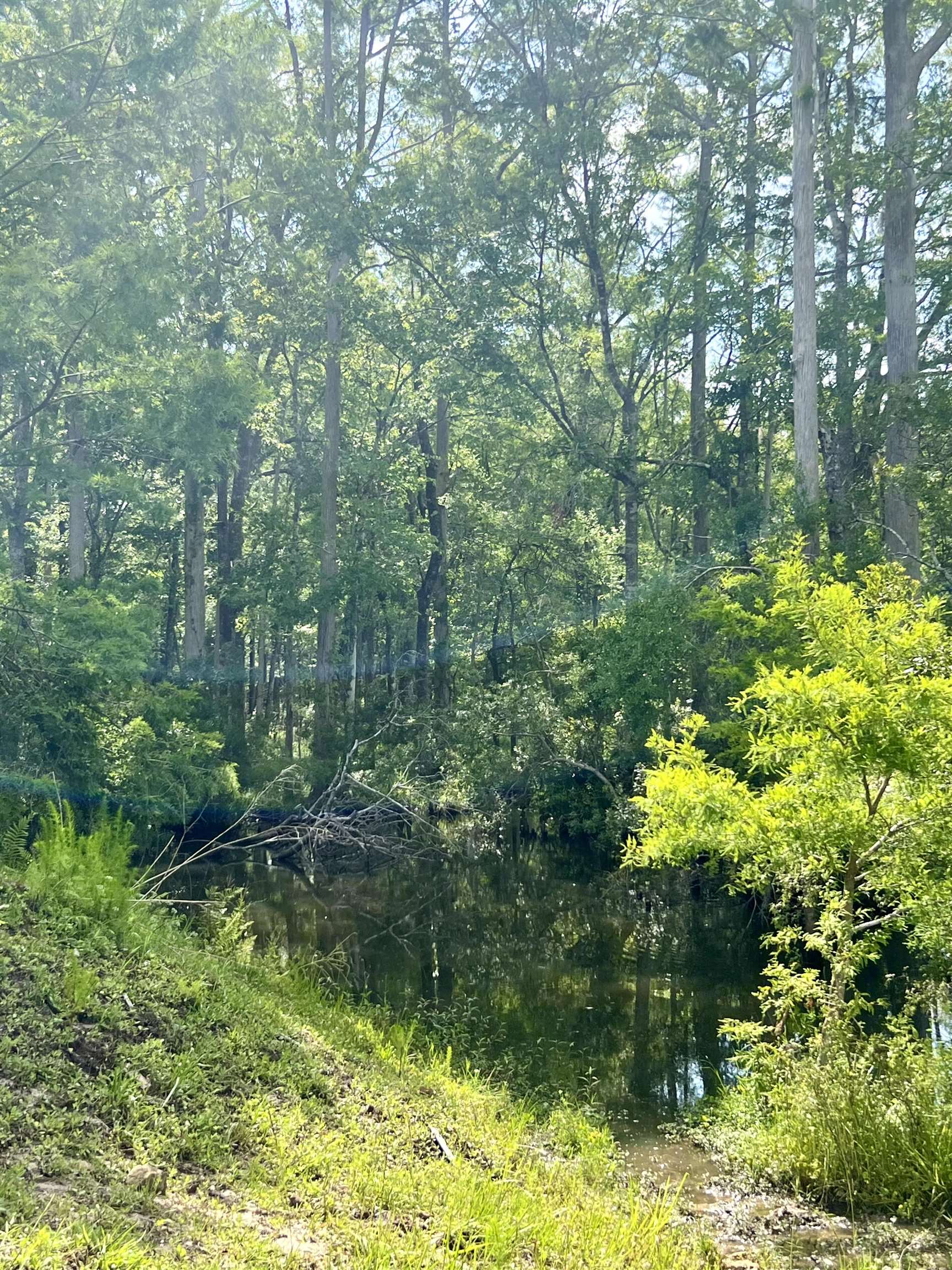 Vacant Woods Creek Road., Perry, Florida image 2