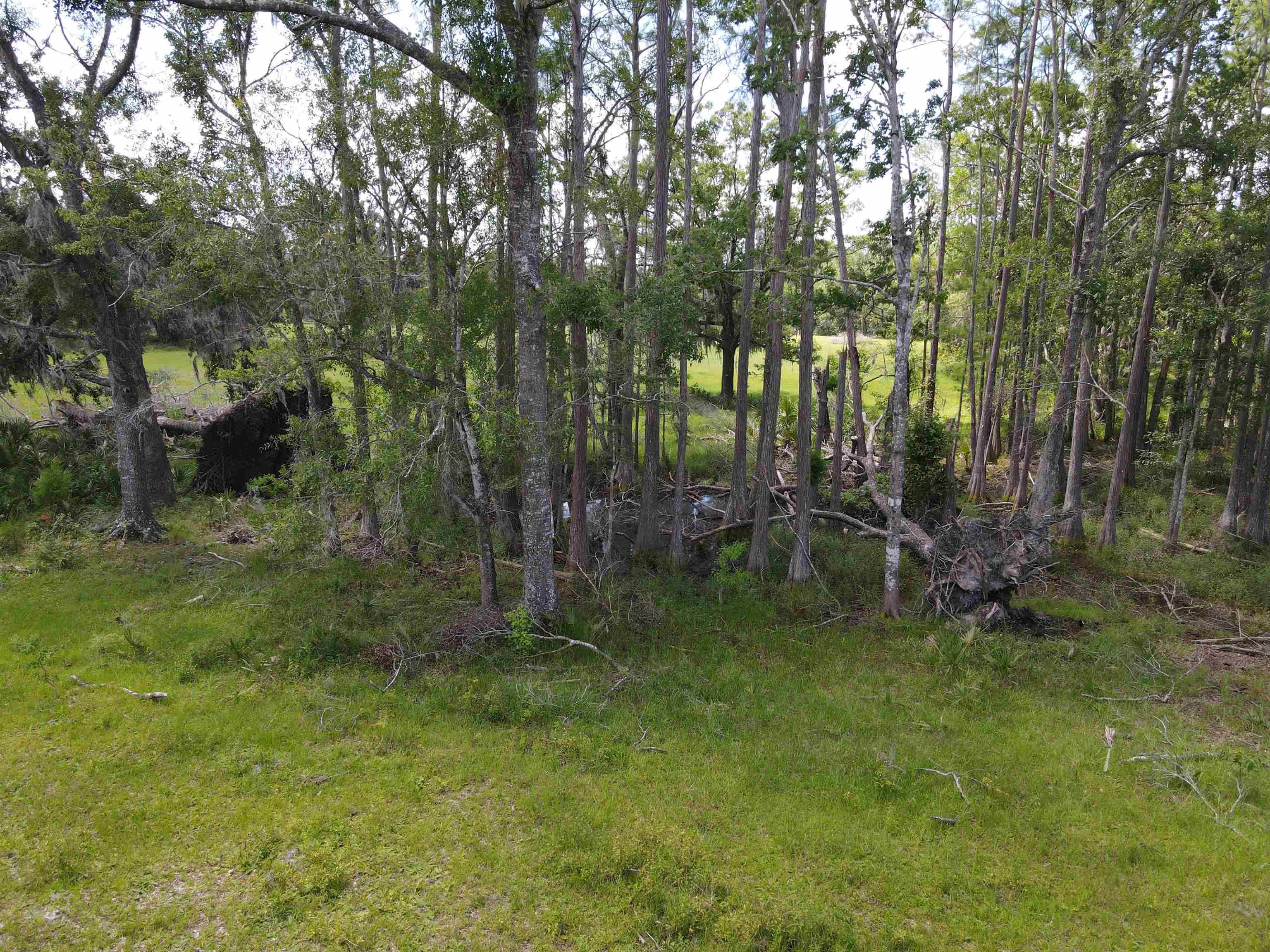 Vacant Woods Creek Road., Perry, Florida image 21