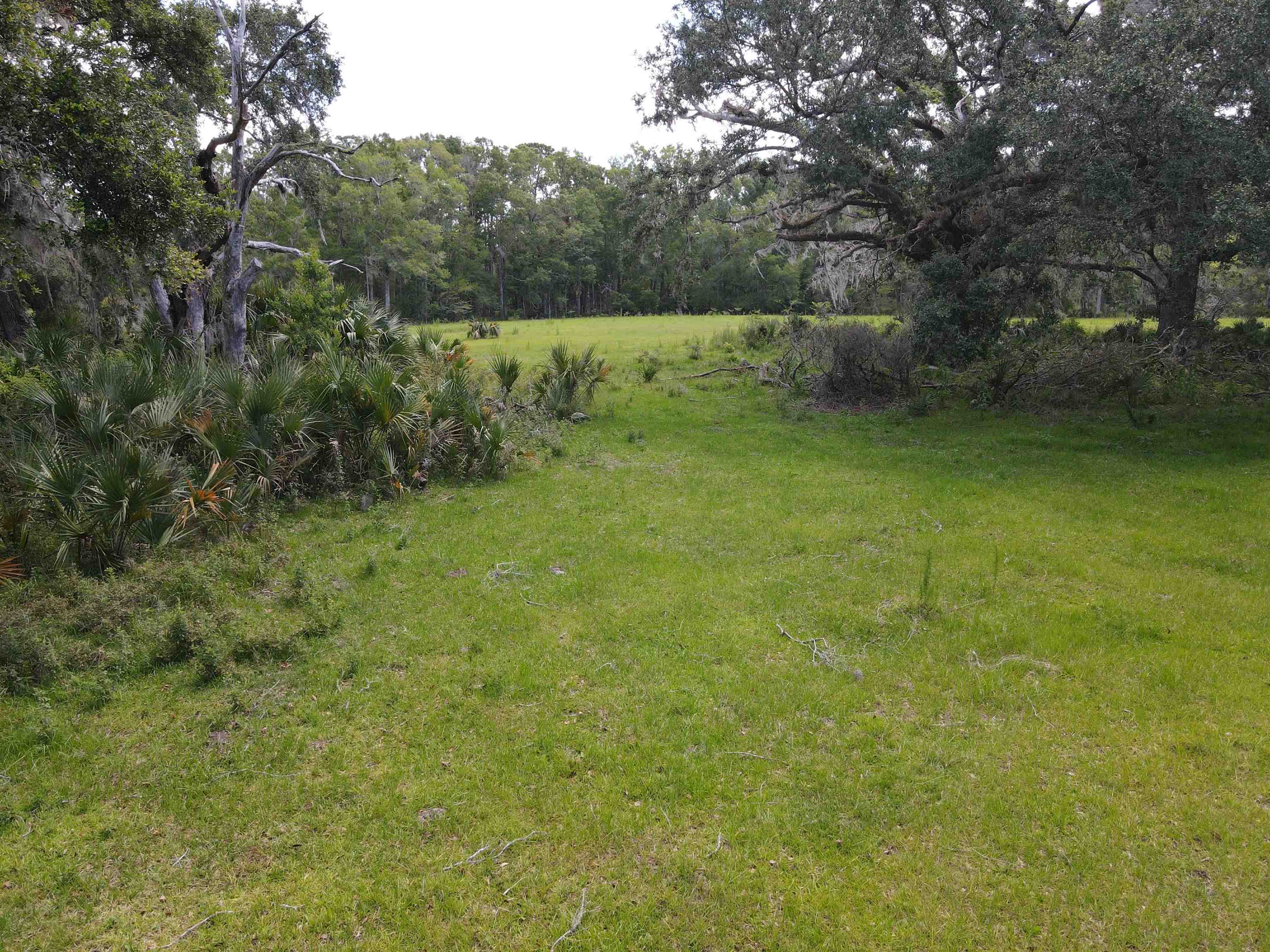 Vacant Woods Creek Road., Perry, Florida image 24