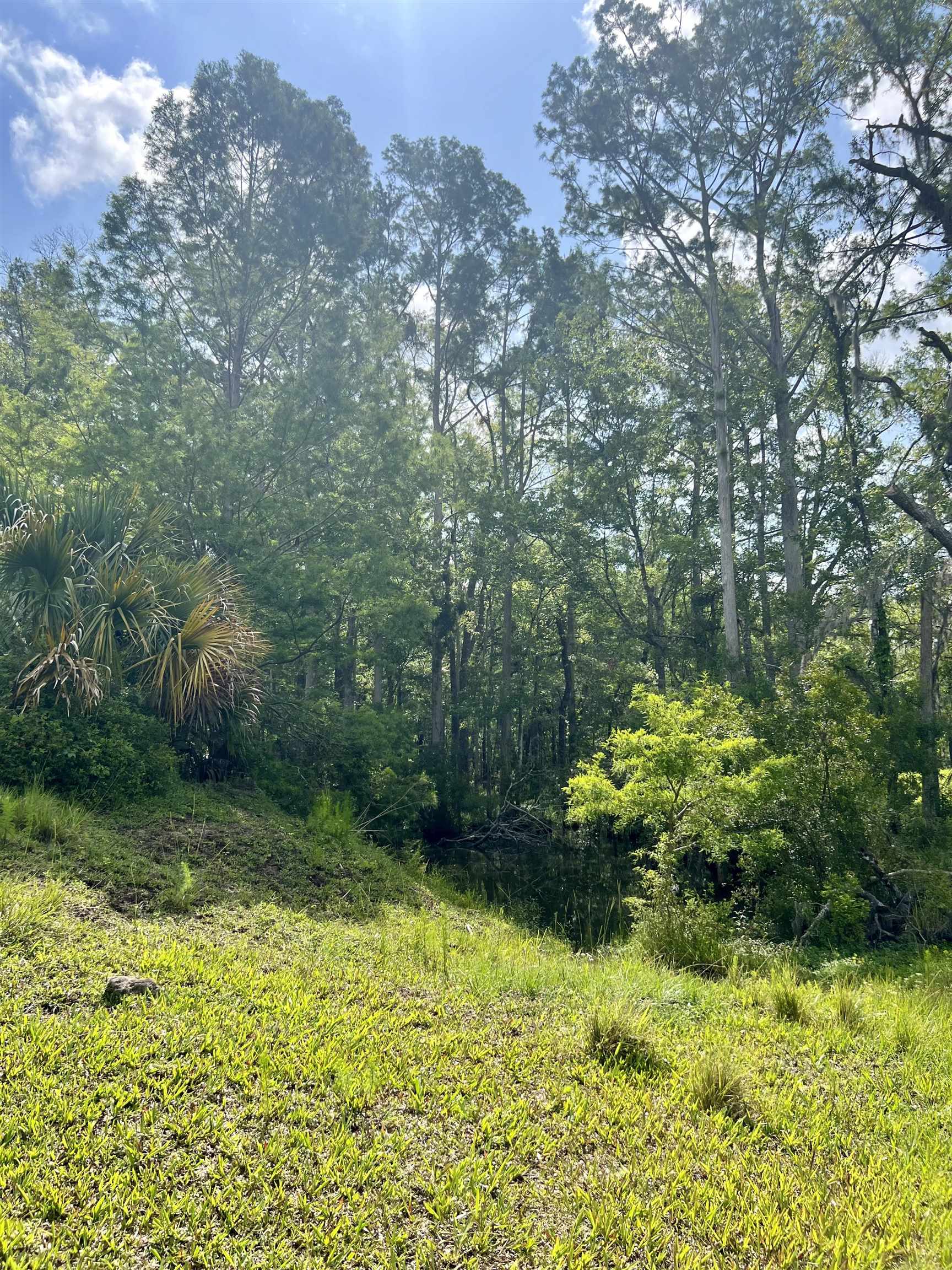 Vacant Woods Creek Road., Perry, Florida image 5