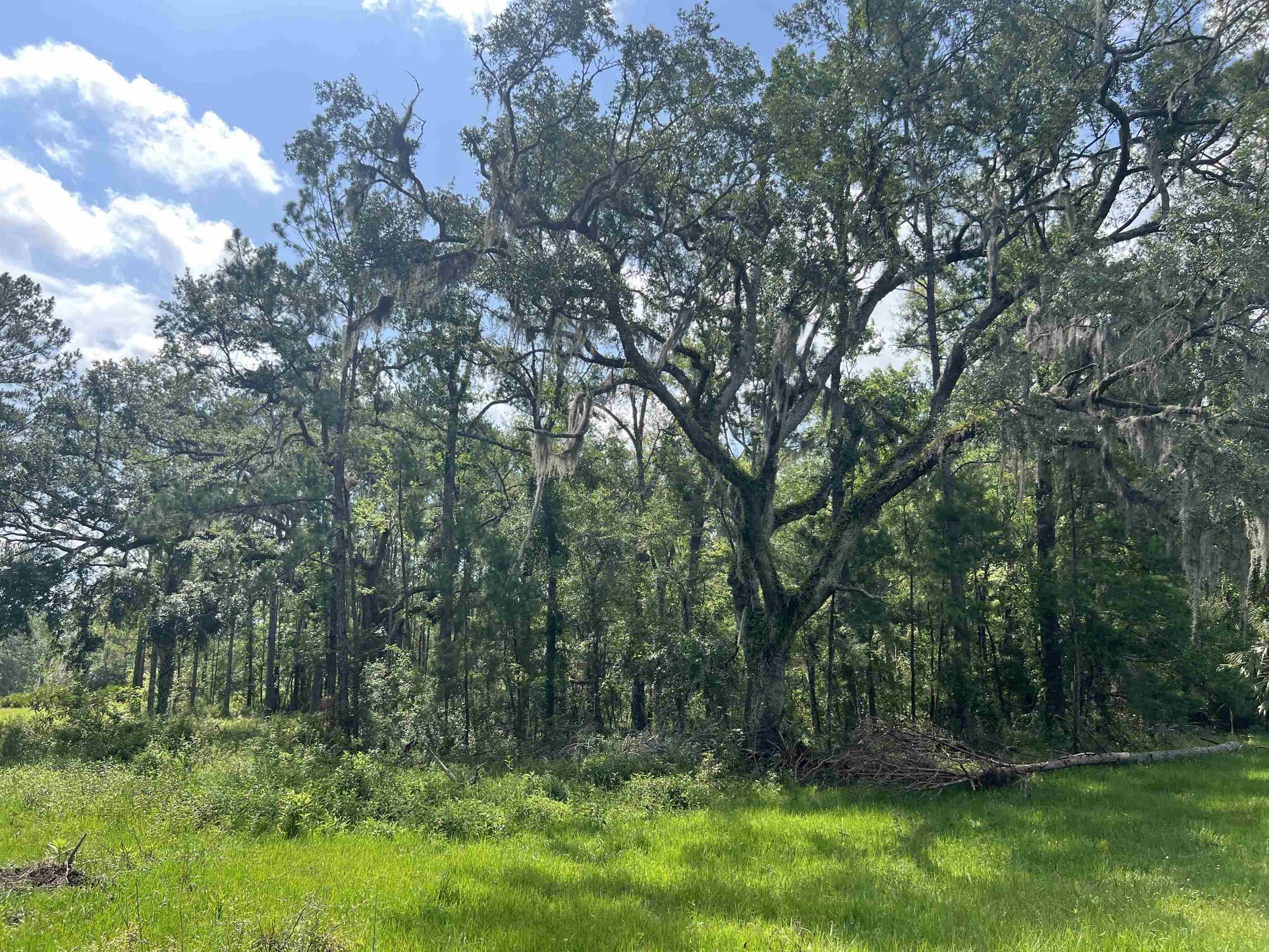 Vacant Woods Creek Road., Perry, Florida image 6