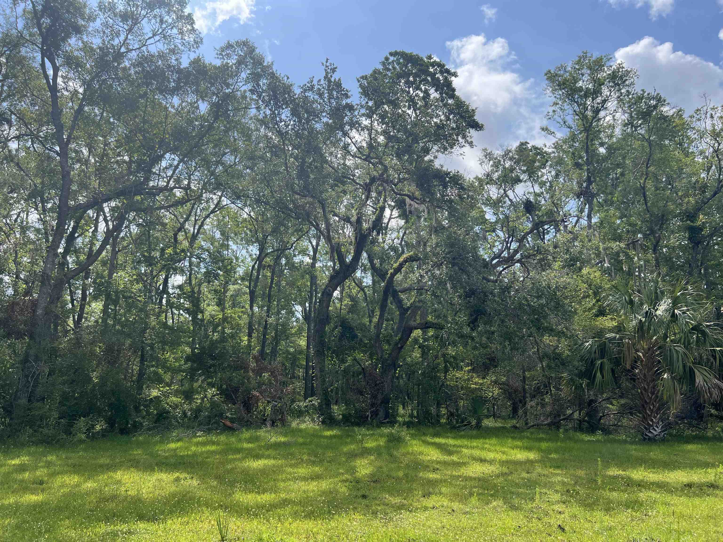 Vacant Woods Creek Road., Perry, Florida image 7